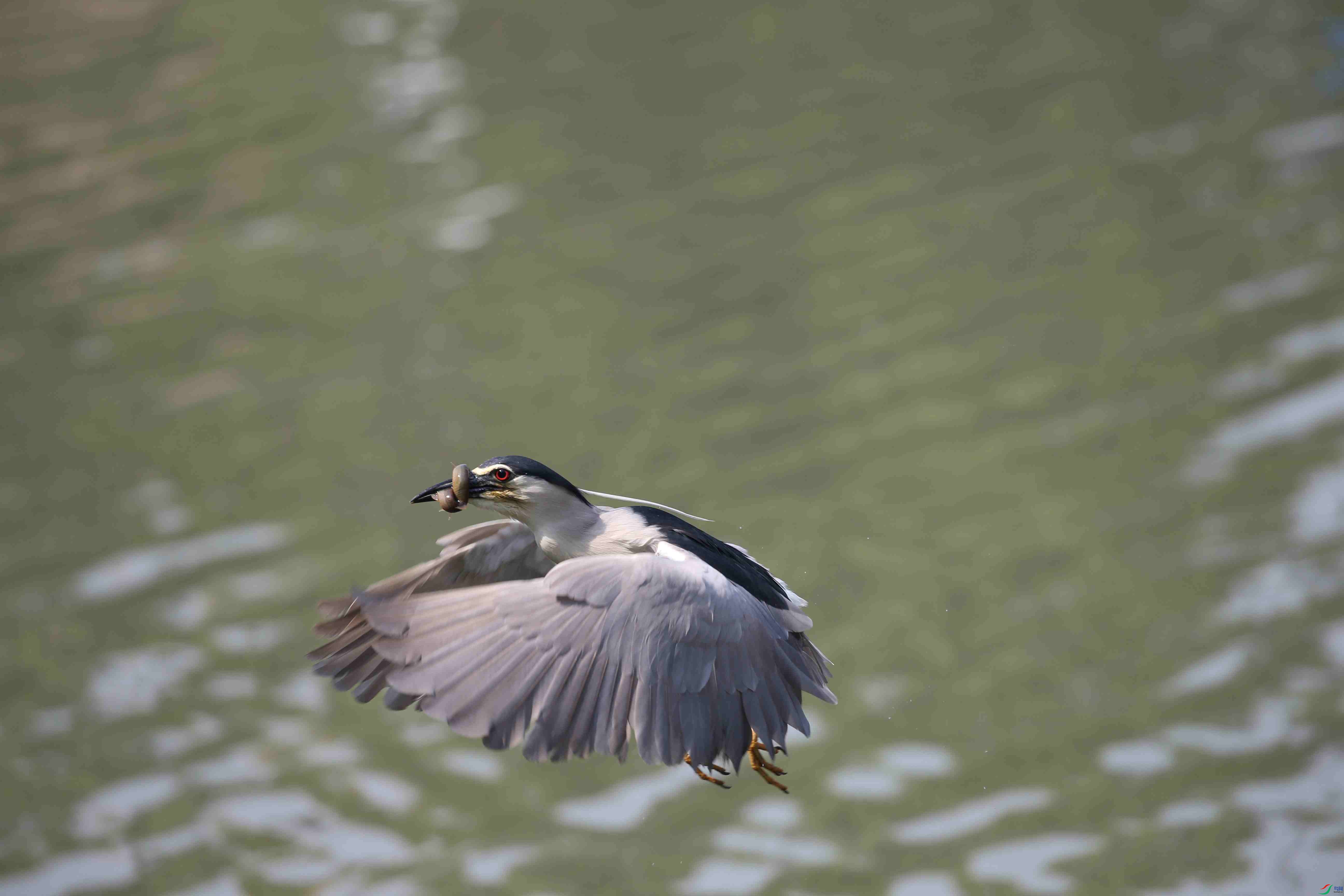 ץ����������
