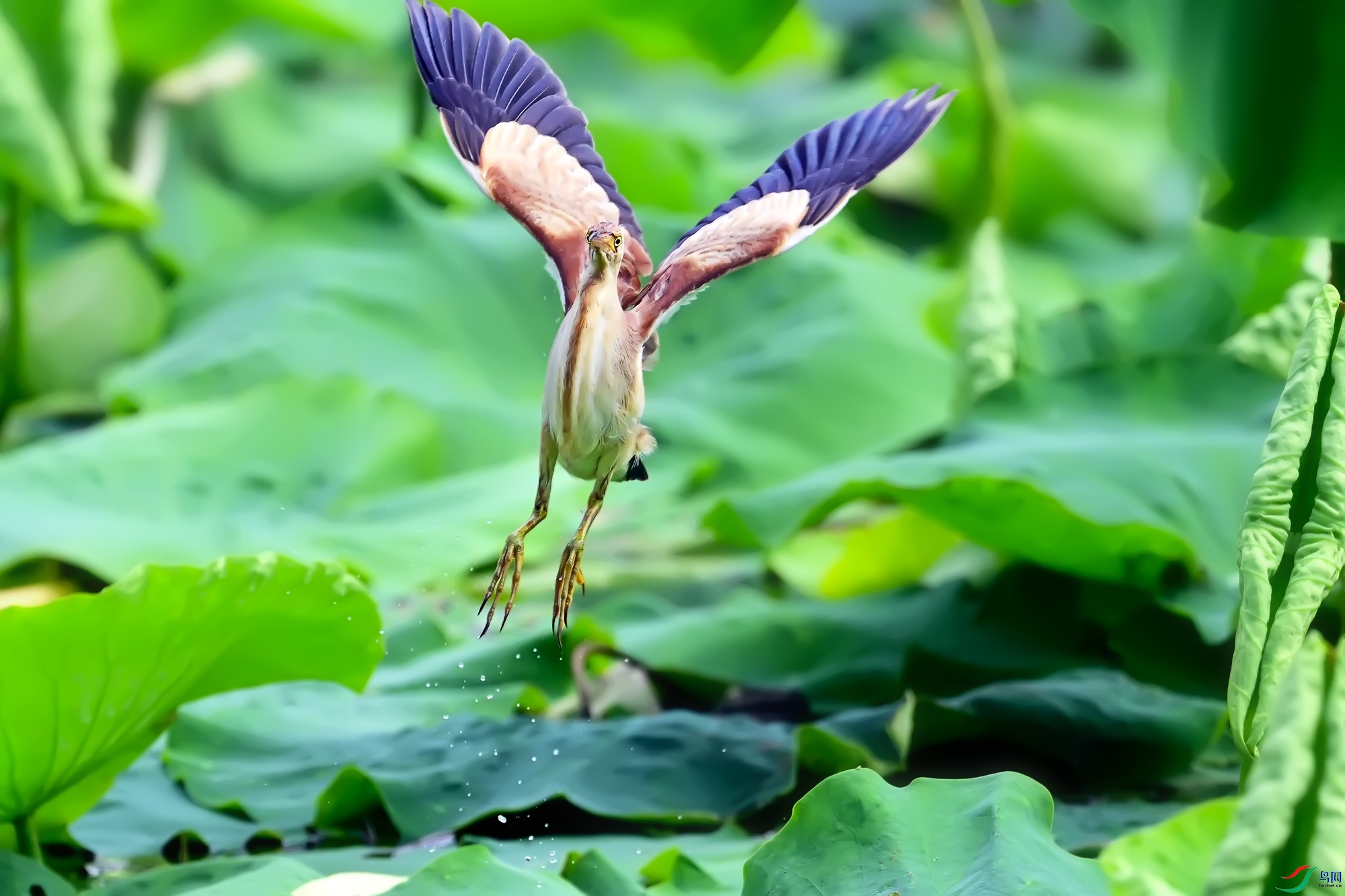 DSC_9192.jpg