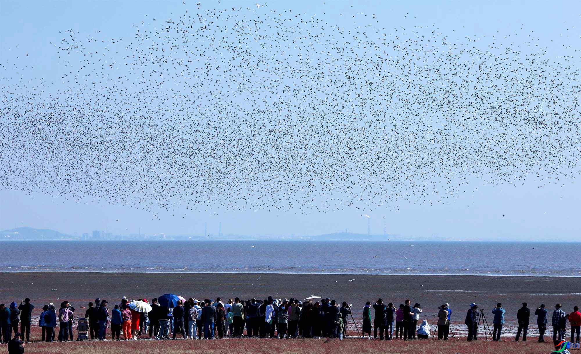 Ӫ������