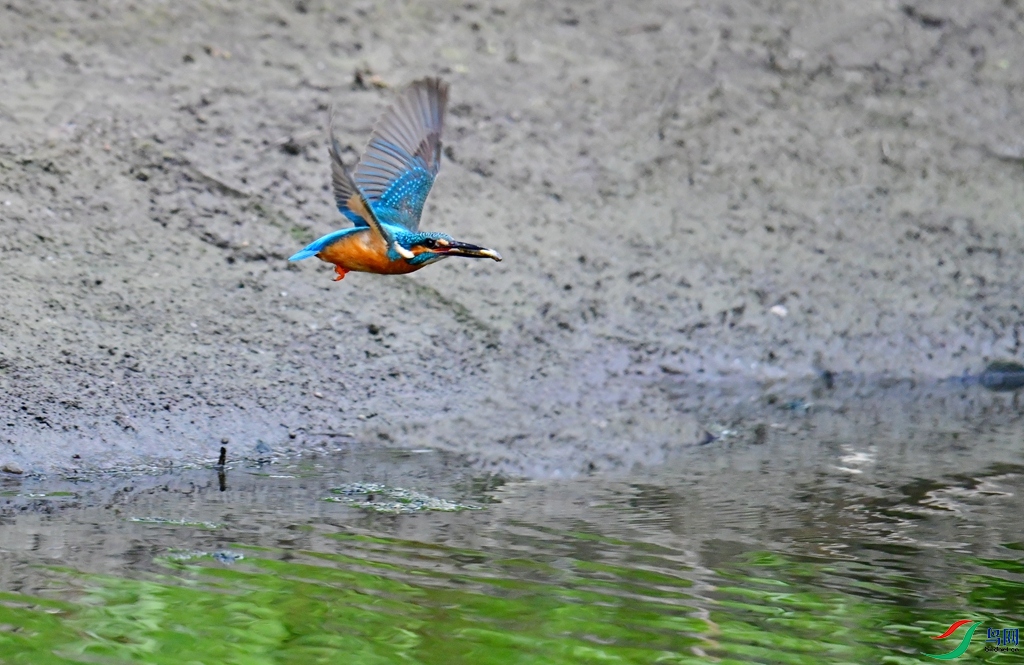 DSC_80941.jpg
