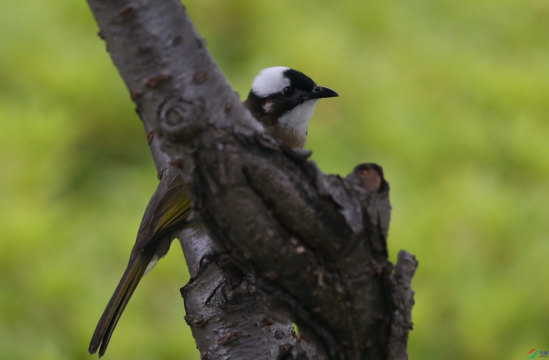 Ƕ������