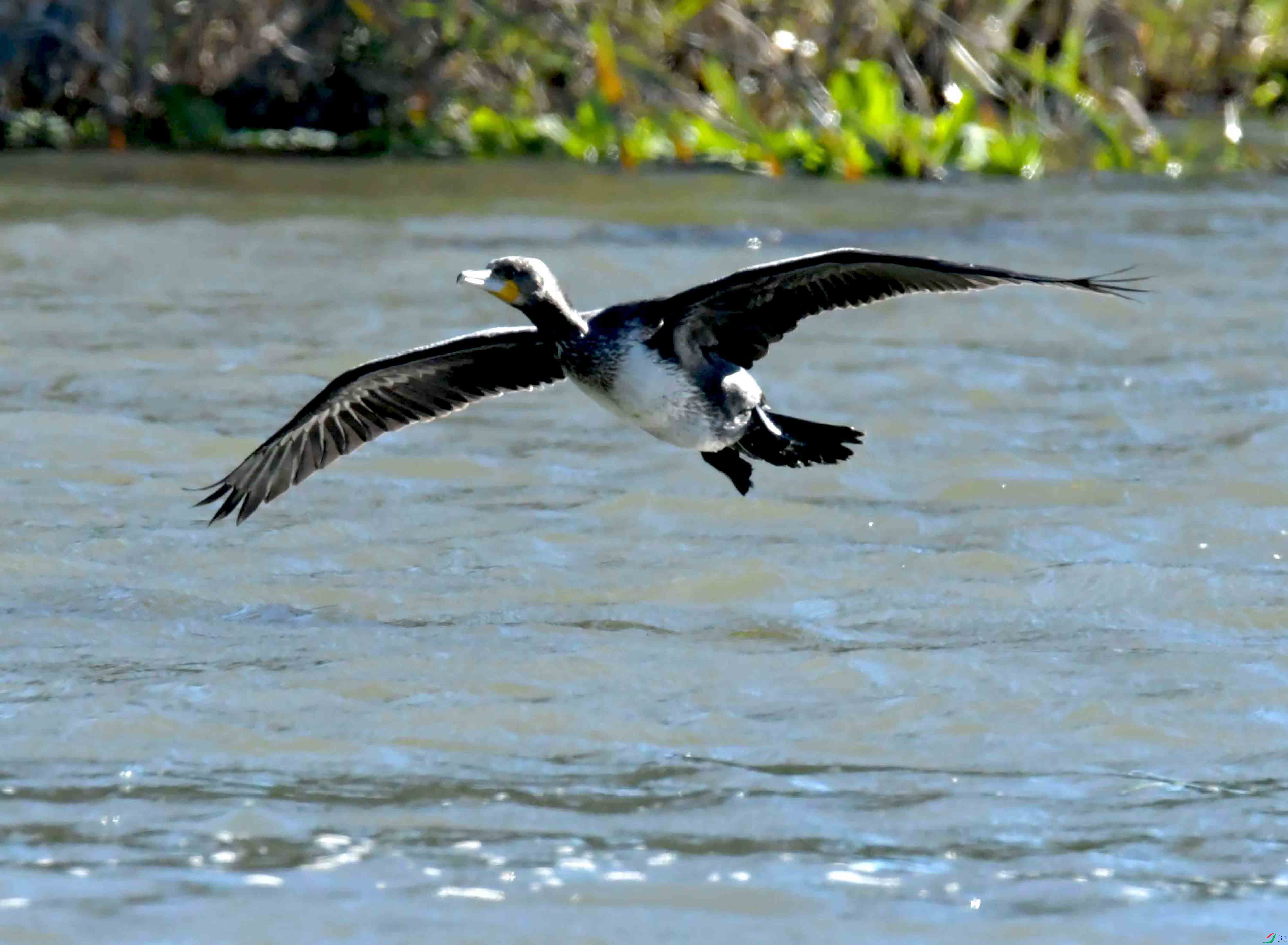 DSC_4812.JPG