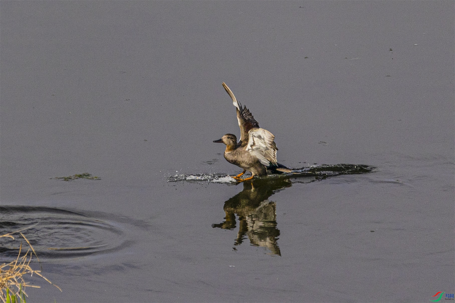 1K3A8002 ����1.jpg