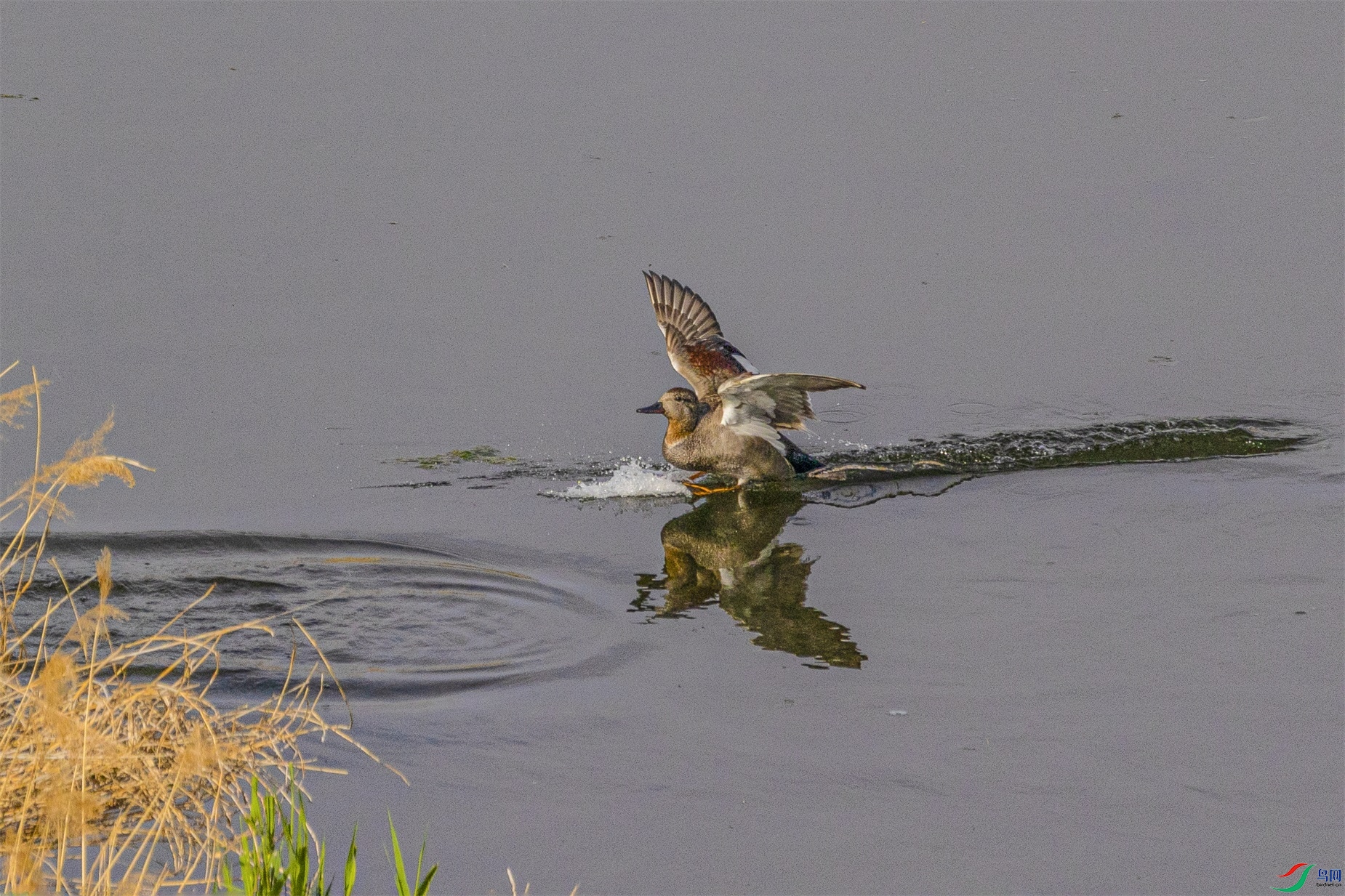 1K3A8004 ����1.jpg