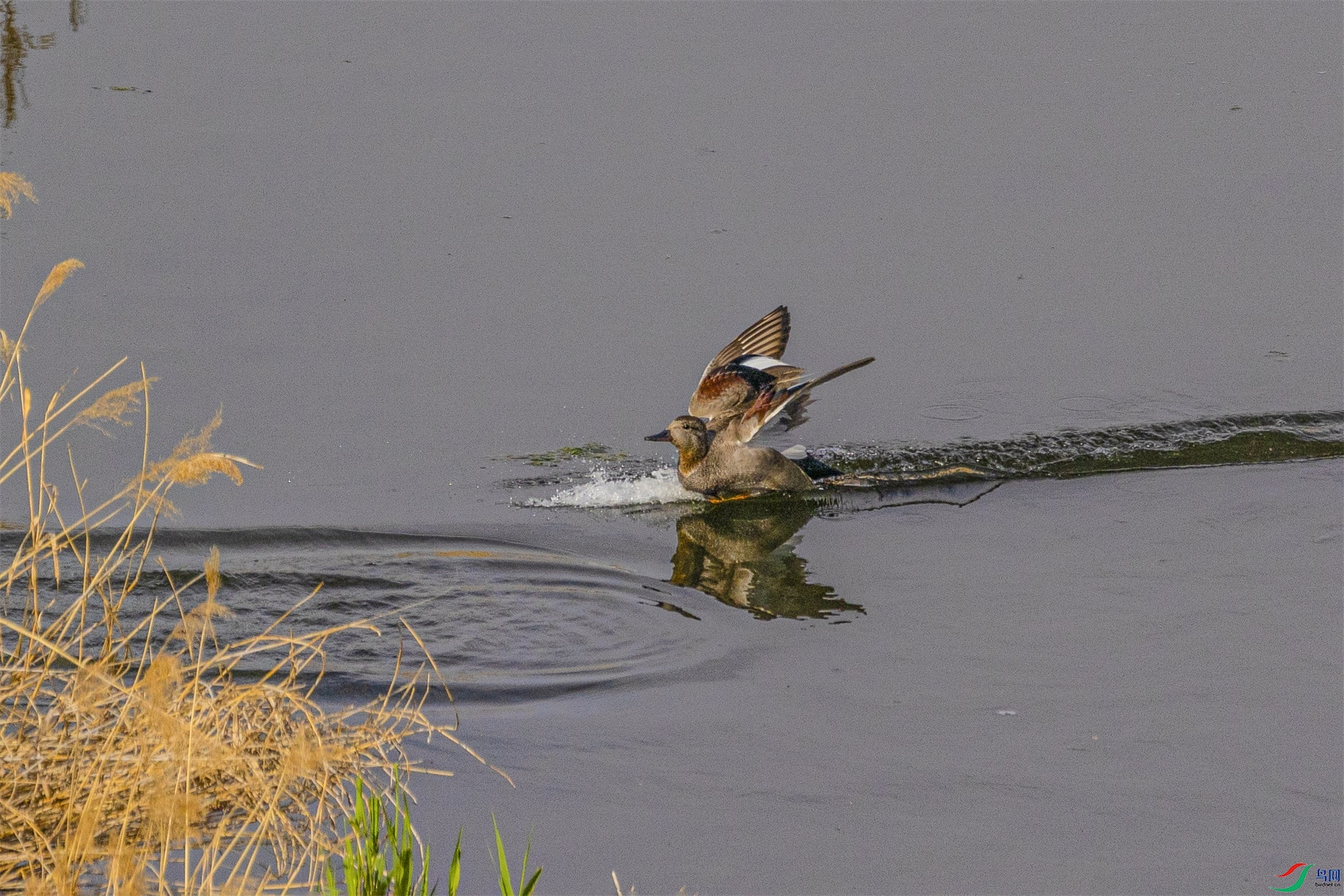 1K3A8005 ����1.jpg