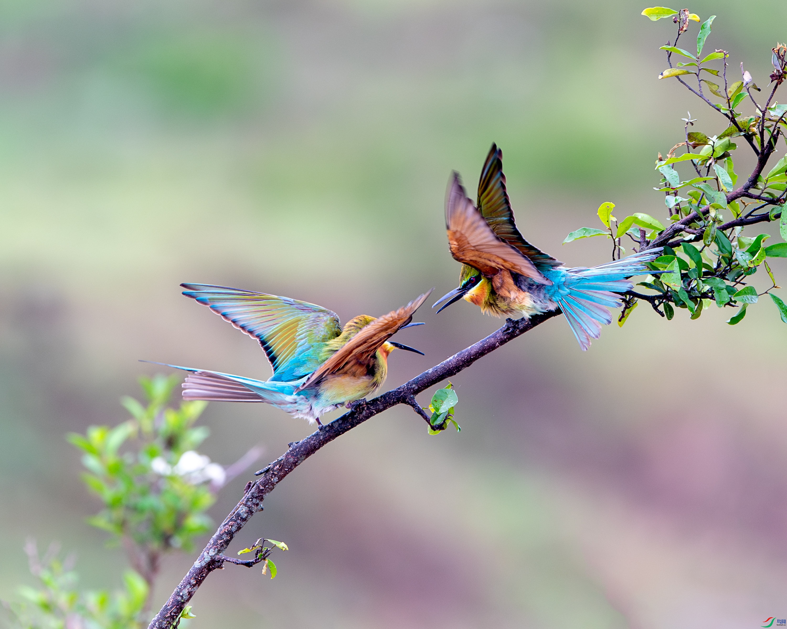 DSC_2189-����ǿ-NR-1_2.jpg