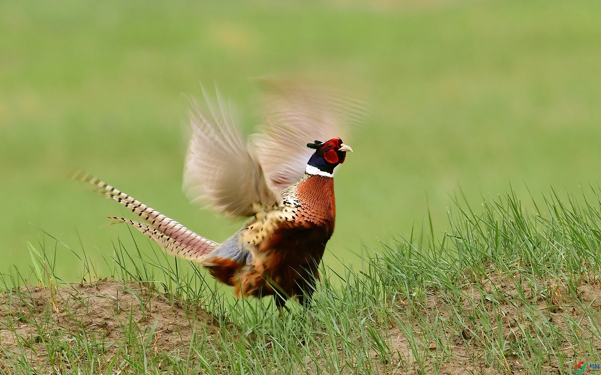 WZL_3030.jpg