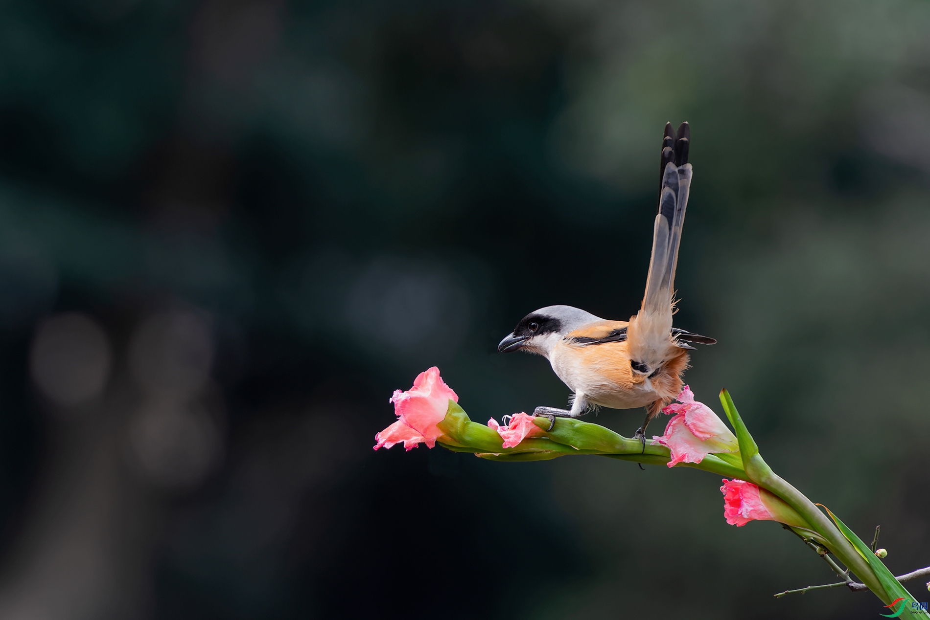 3DSC_0021_DxOa.jpg