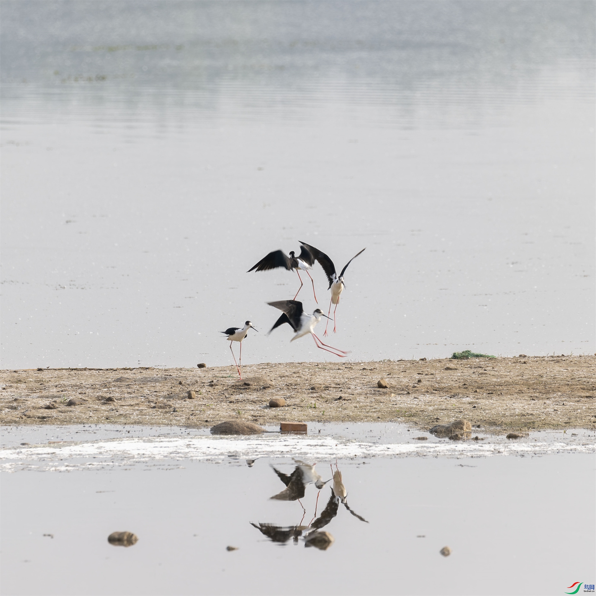 ��Ȼ  �ڳ᳤����.jpg