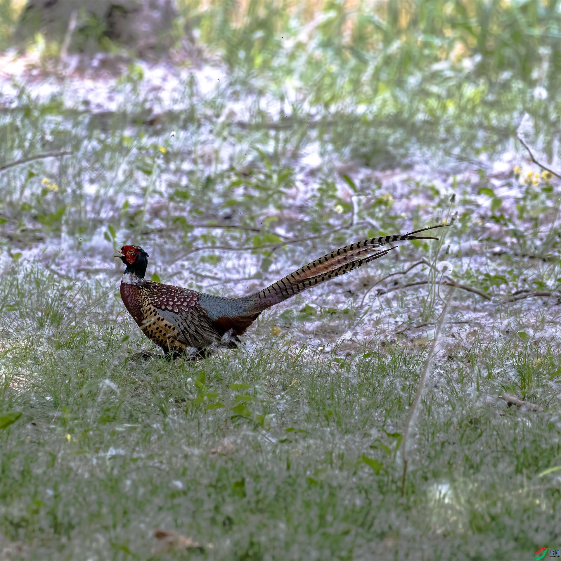 ��Ȼ  �ɼ�.jpg