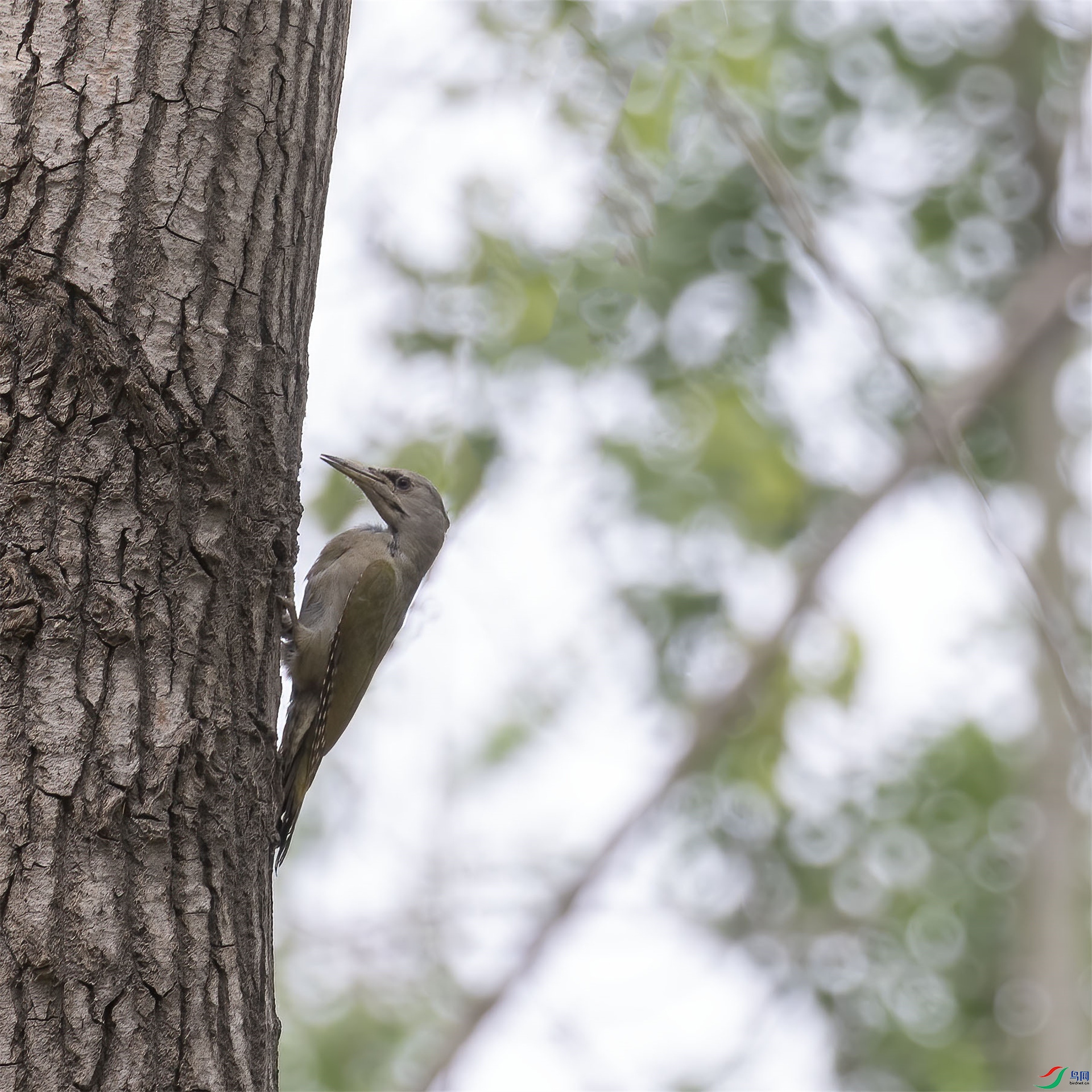 ��Ȼ  ��ͷ����ľ��.jpg