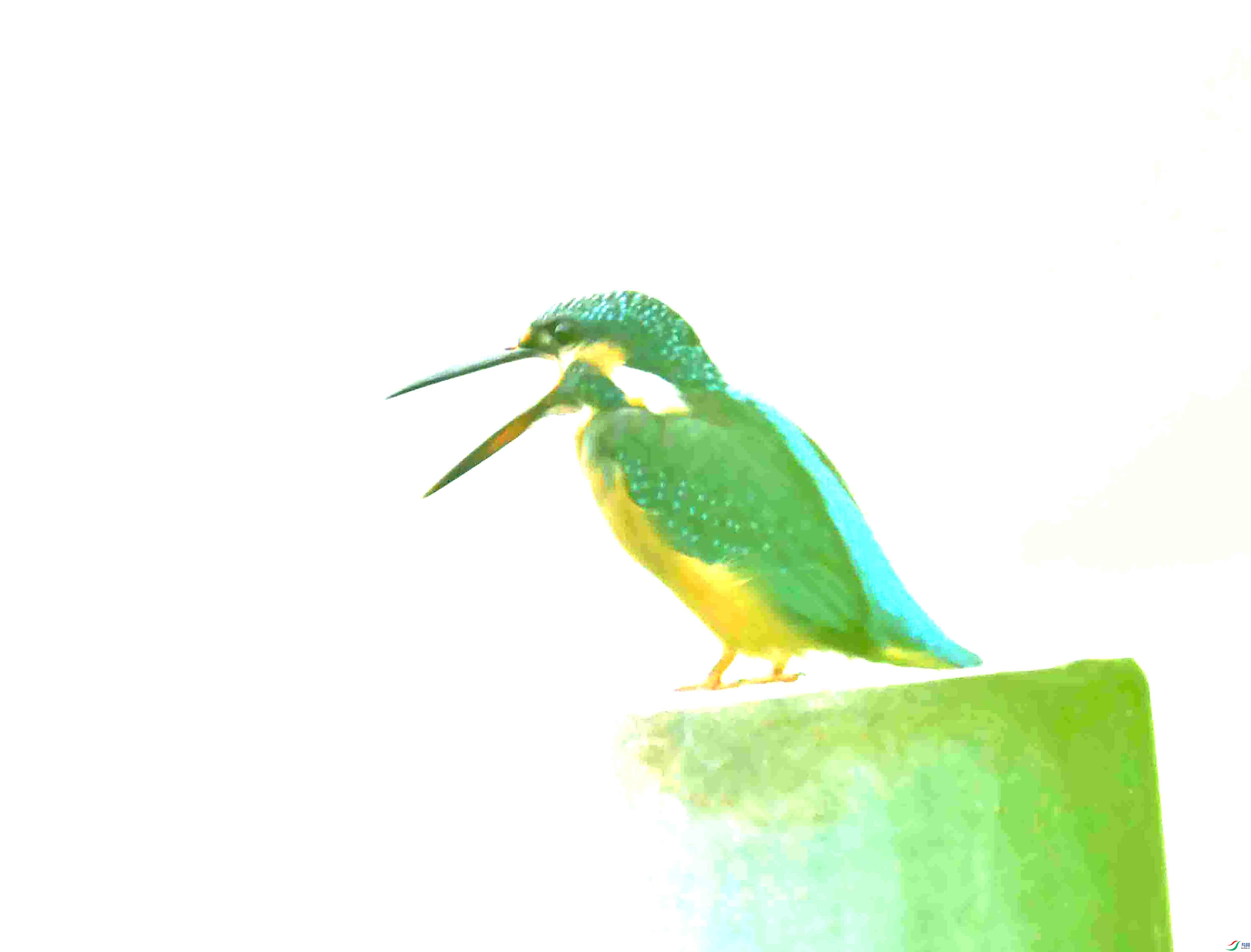 DSC_0172.JPG