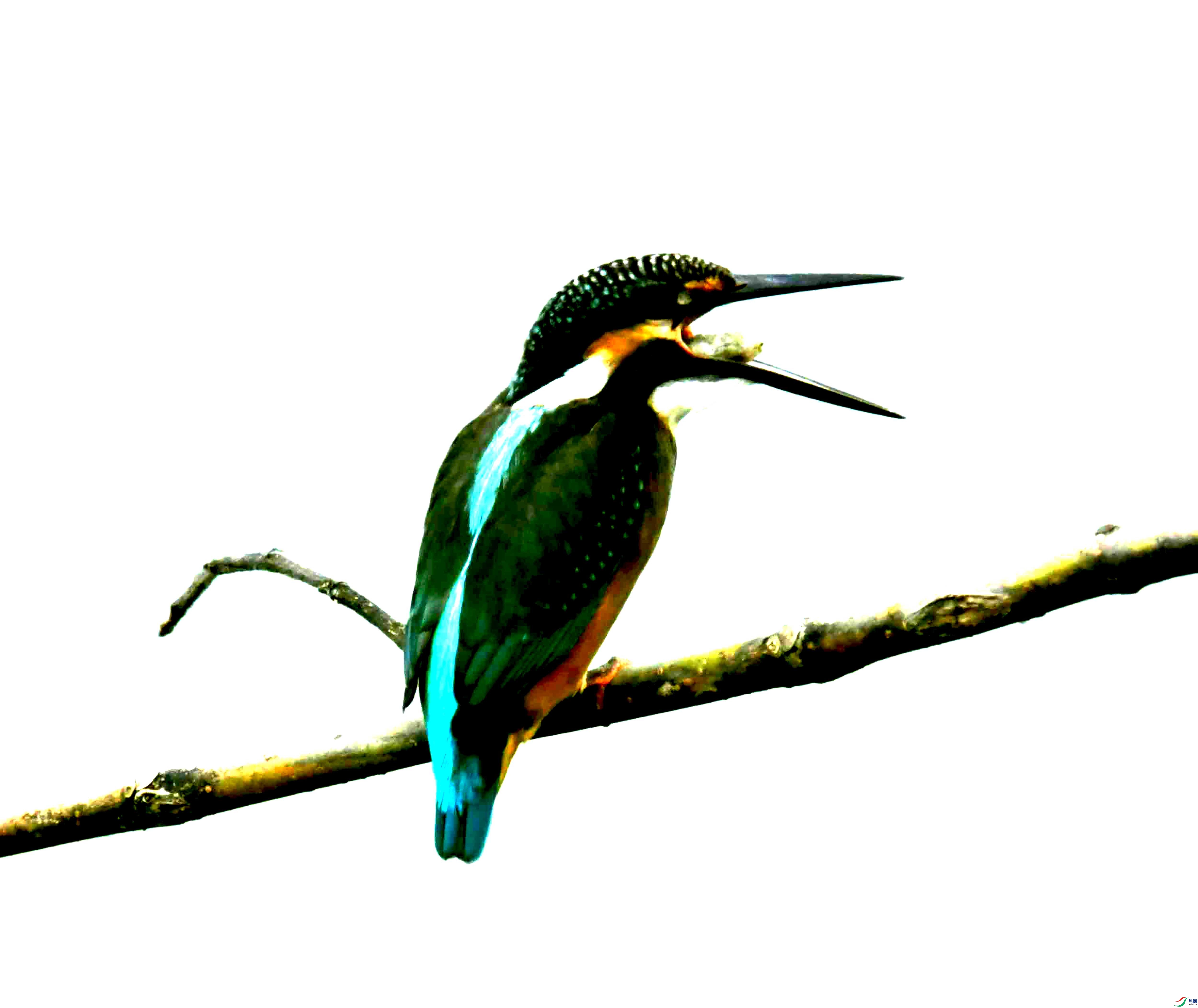 DSC_0163.JPG