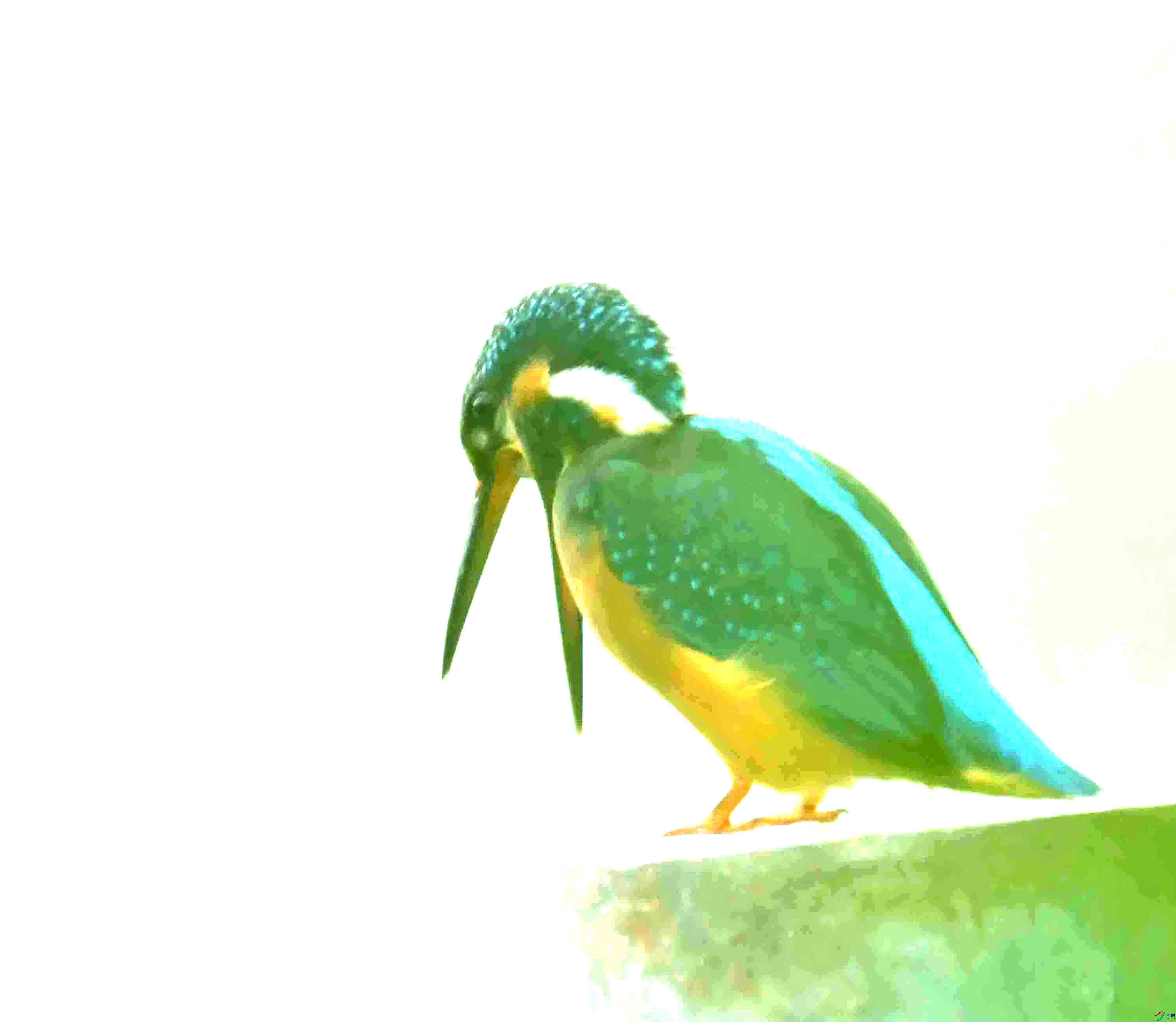 DSC_0174.JPG