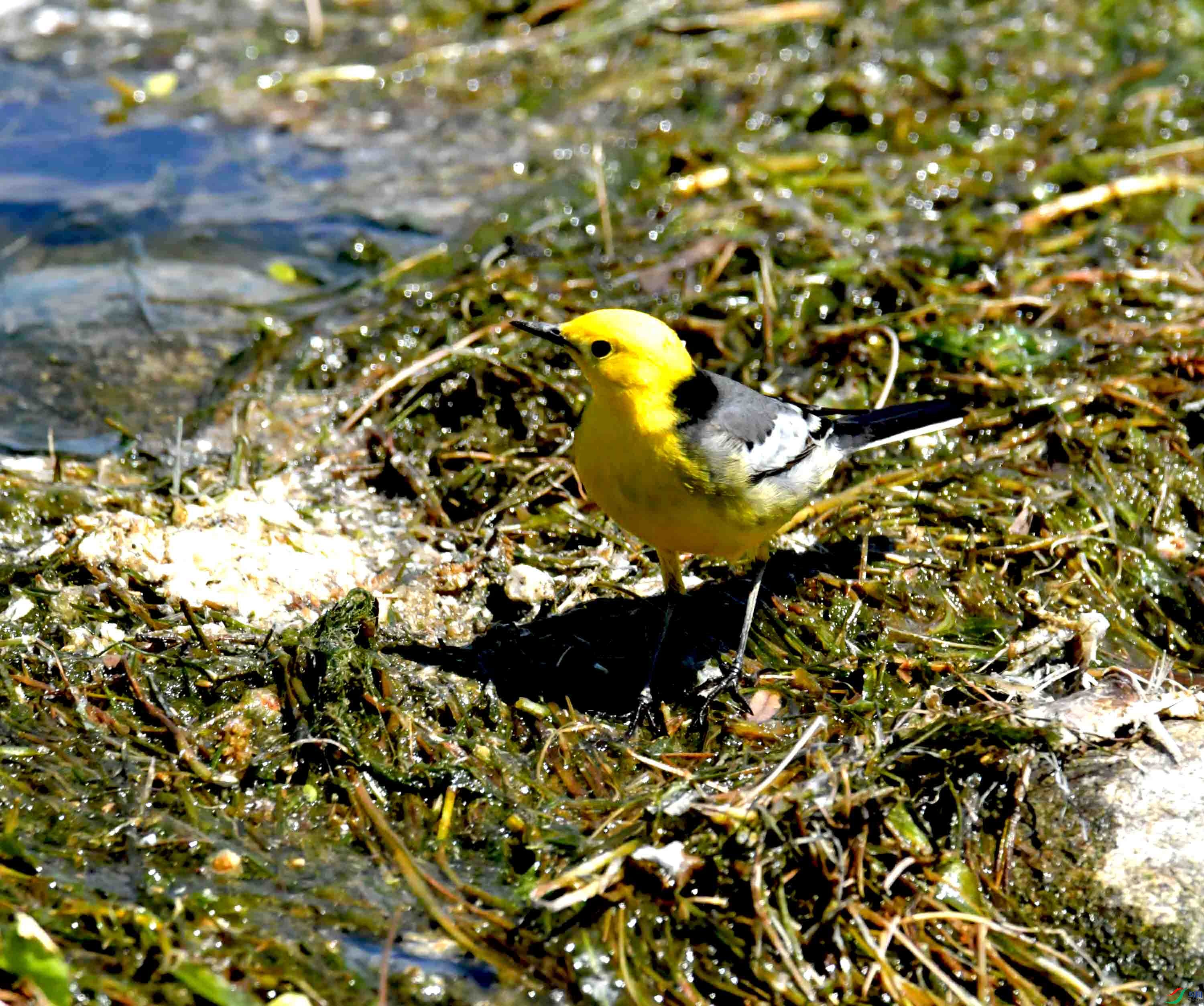DSC_0145.JPG
