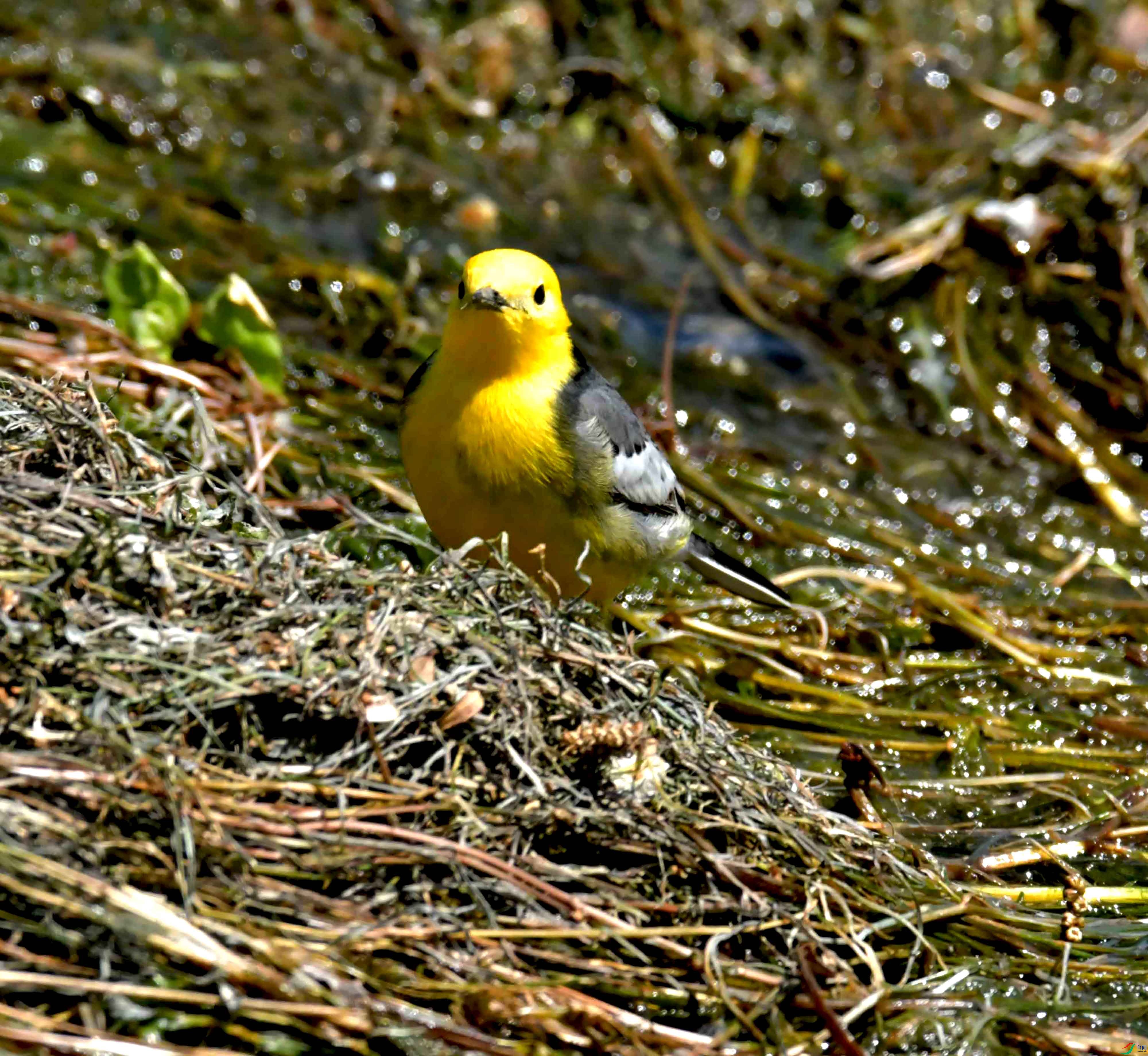 DSC_0154.JPG