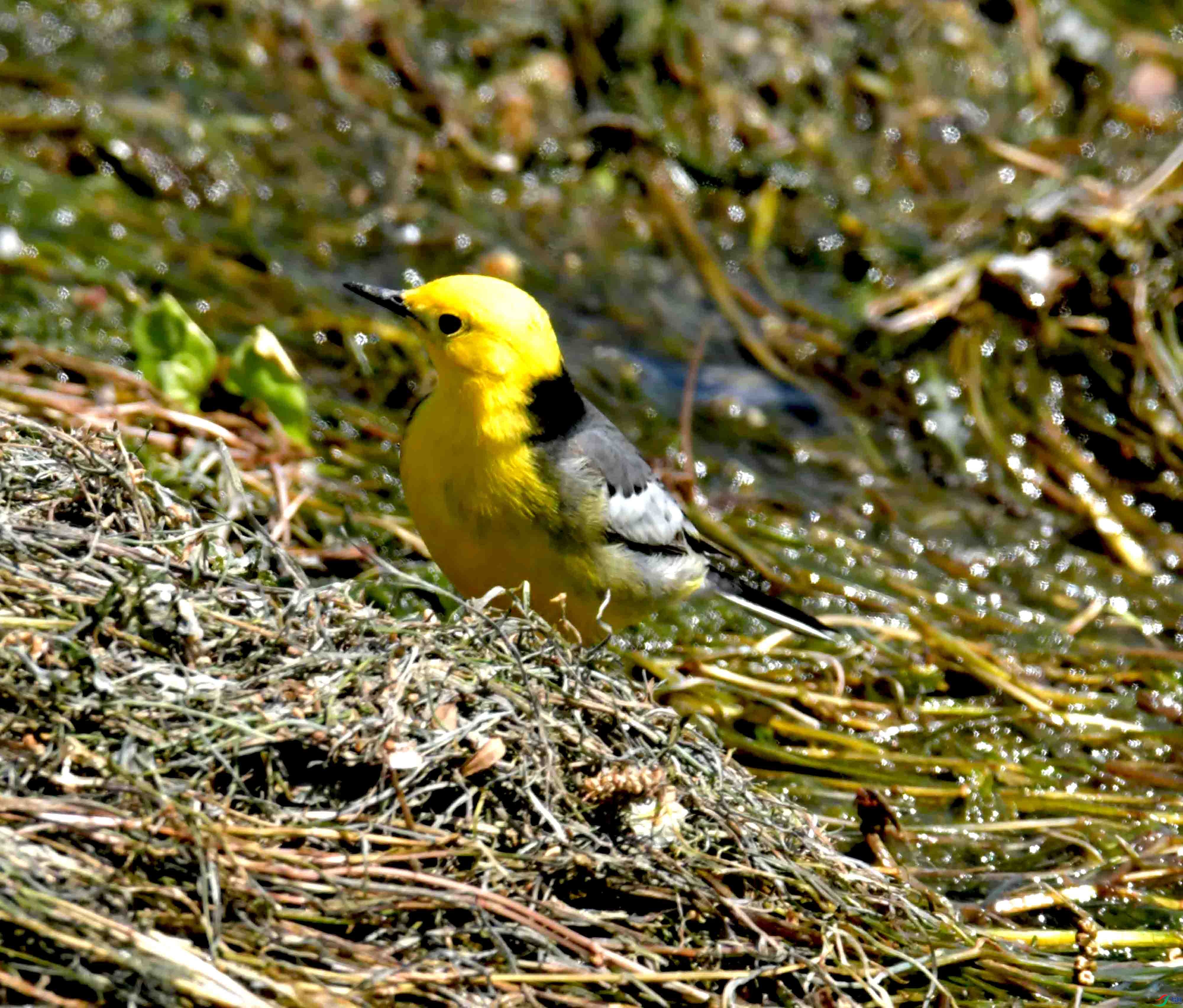 DSC_0152.JPG
