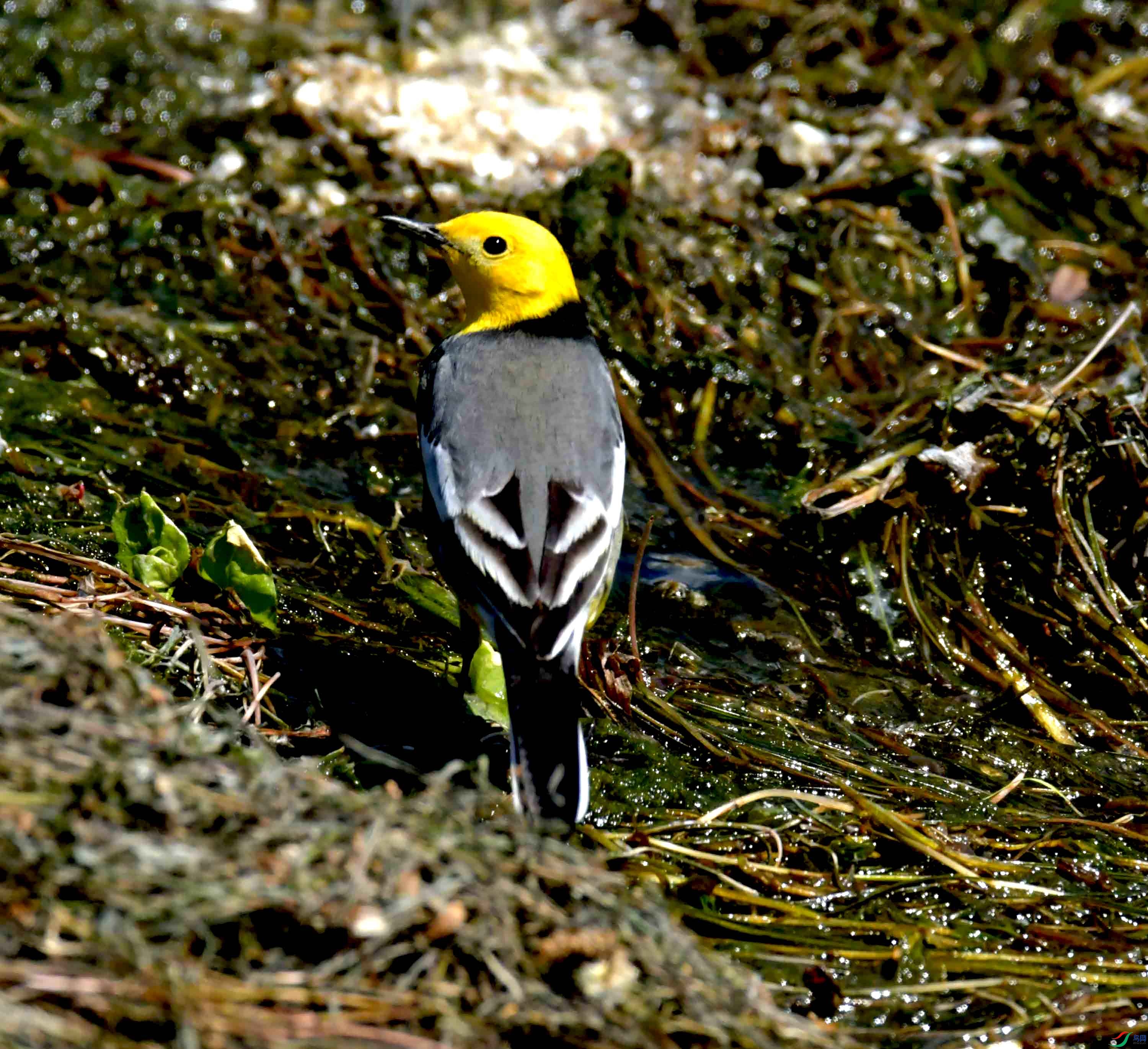 DSC_0159.JPG