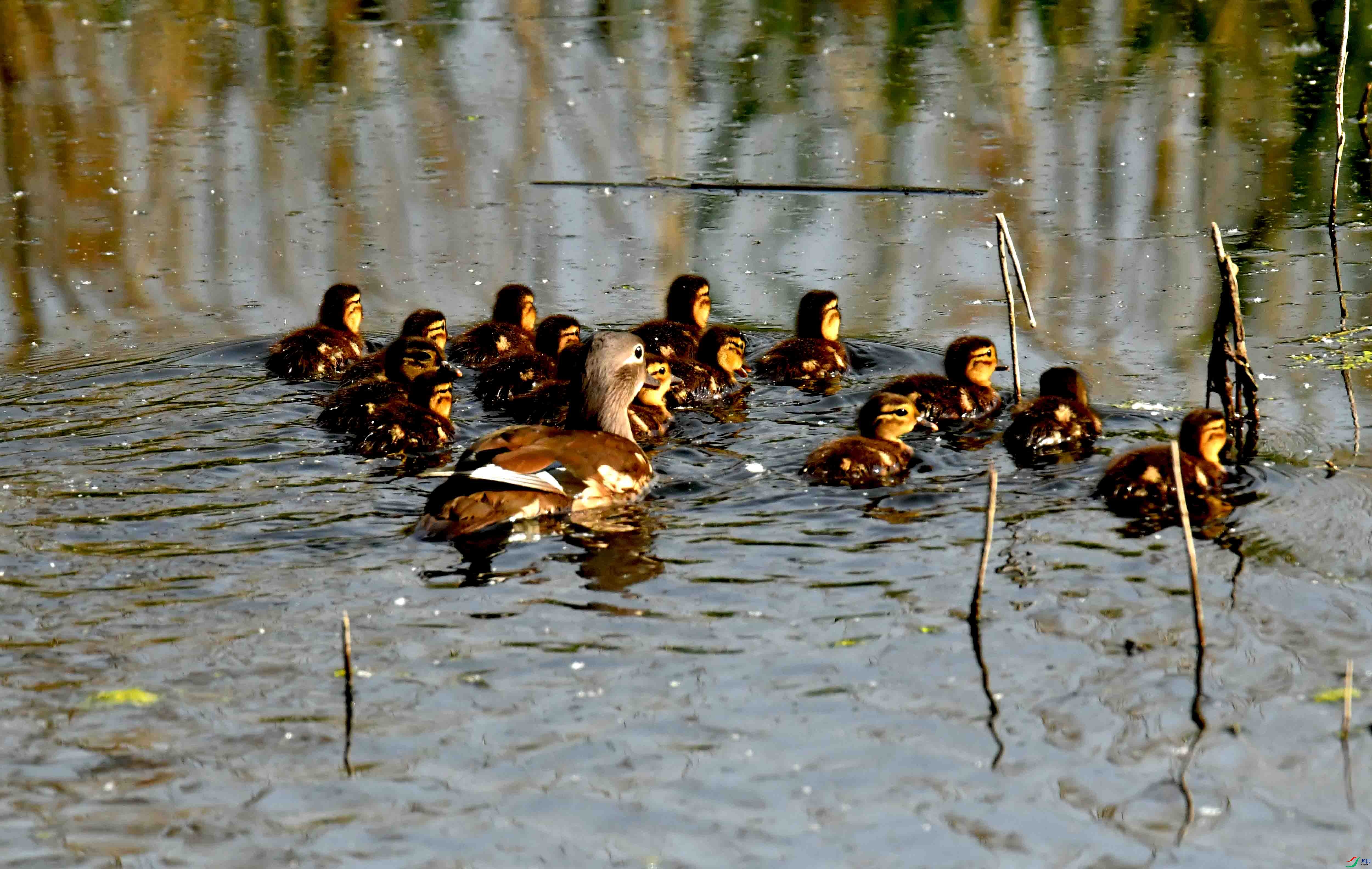 DSC_3009.JPG