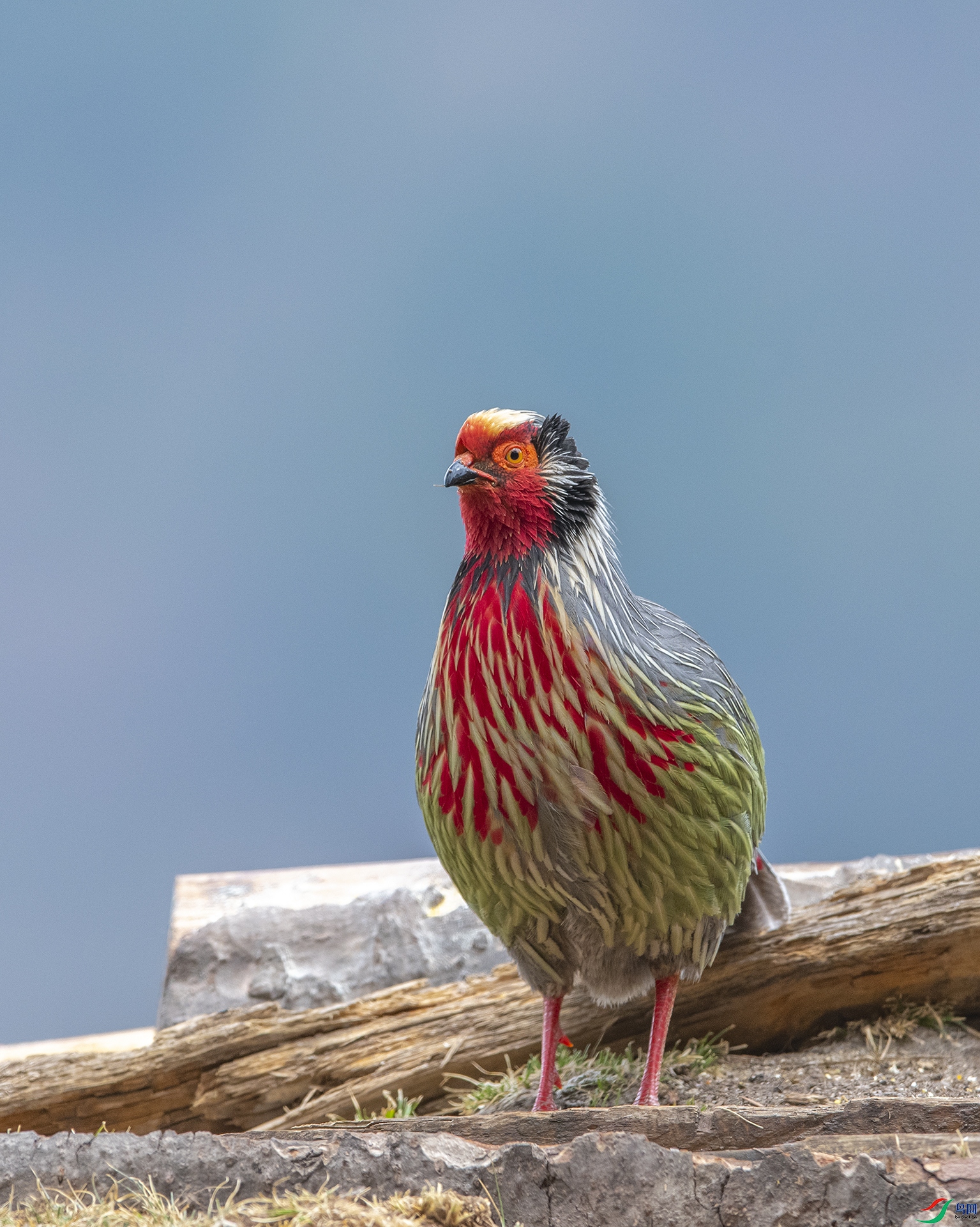 5203 ����.jpg