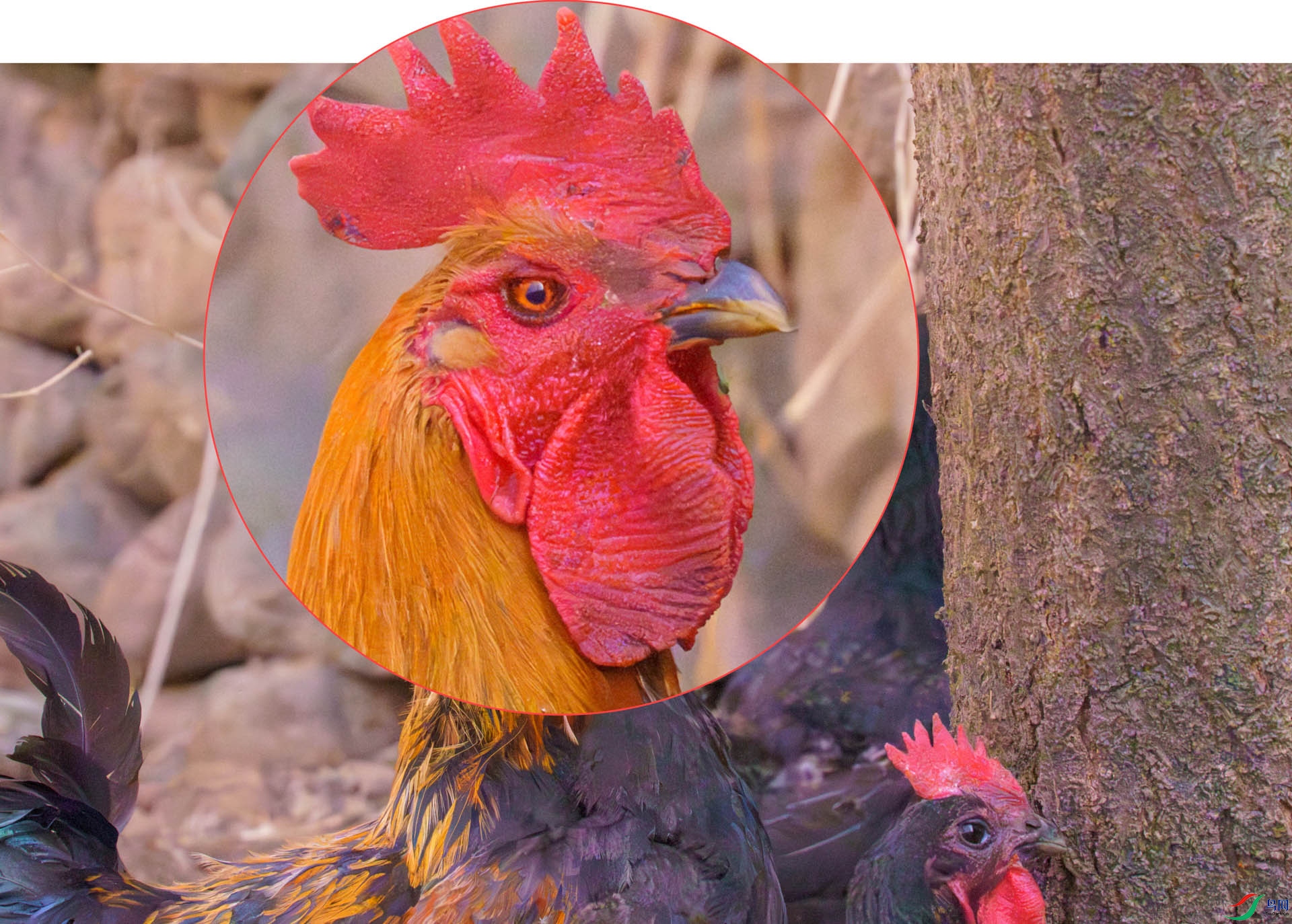 _DSC6782-ACR��ǿ70%2 s.jpg