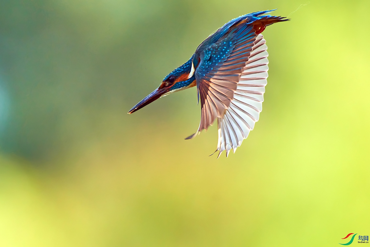 DSC_7776g.jpg