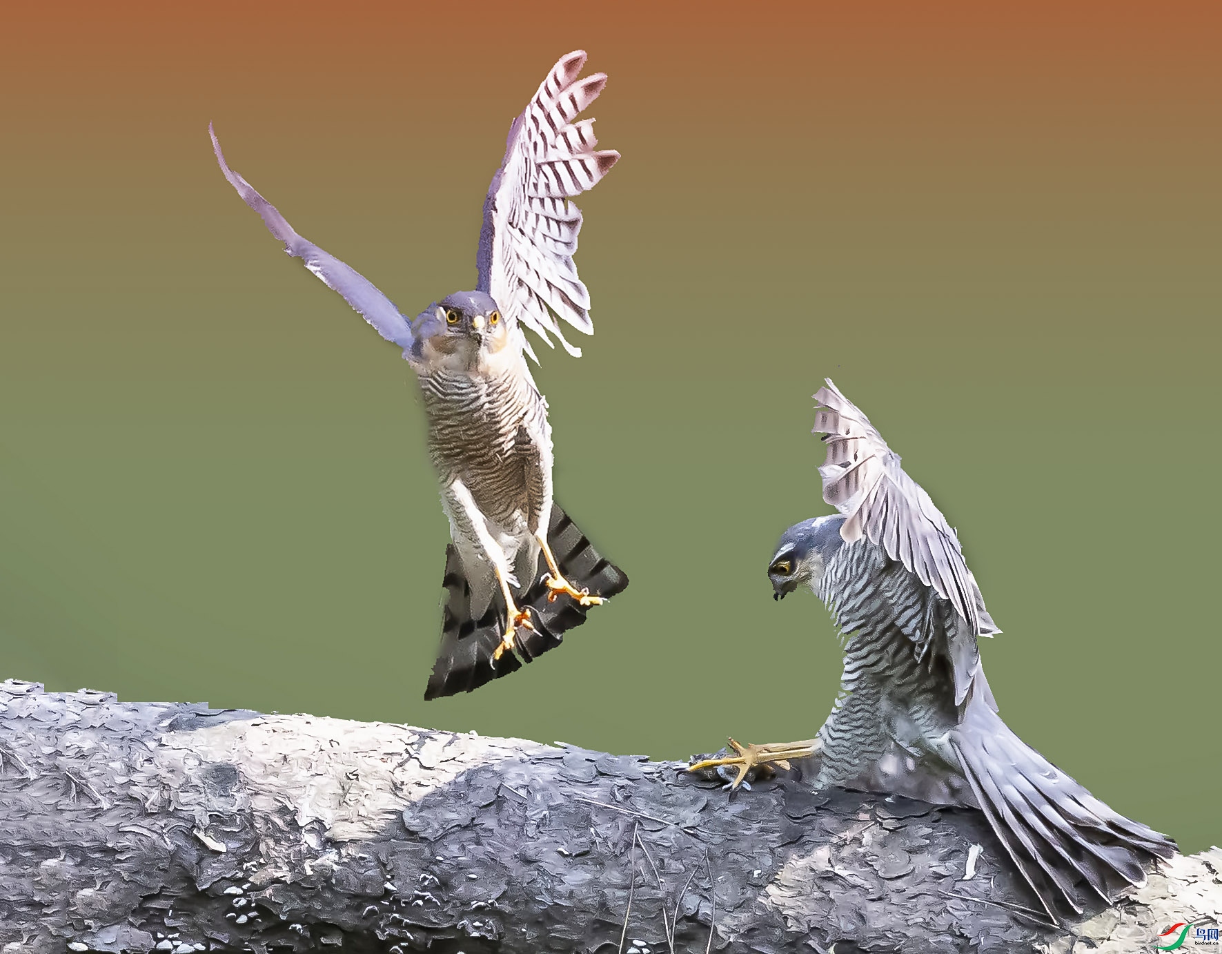 019A2747 ����.jpg