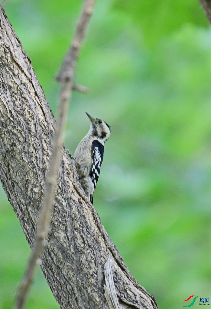 DSC_8301.jpg