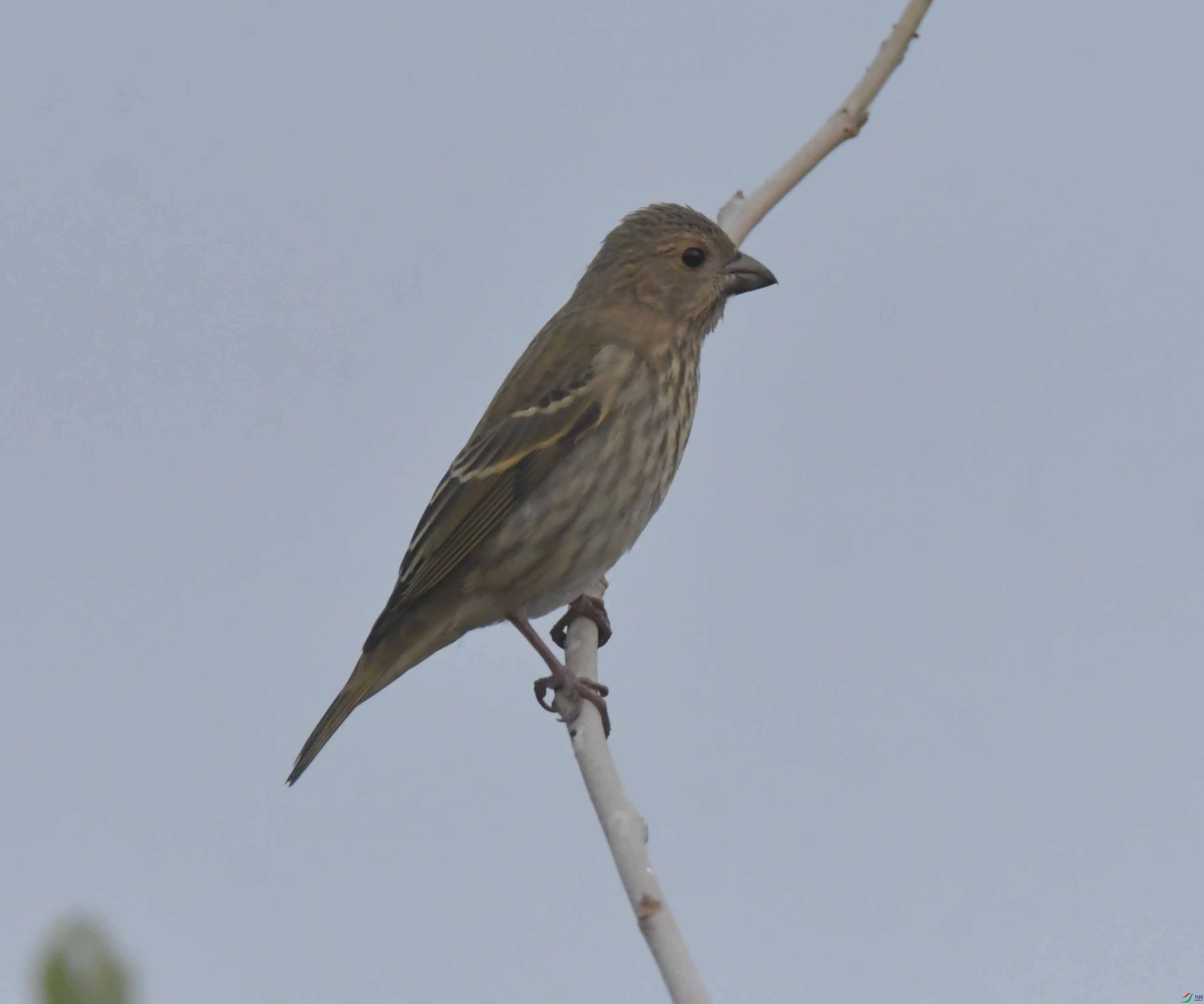 DSC_7662.JPG