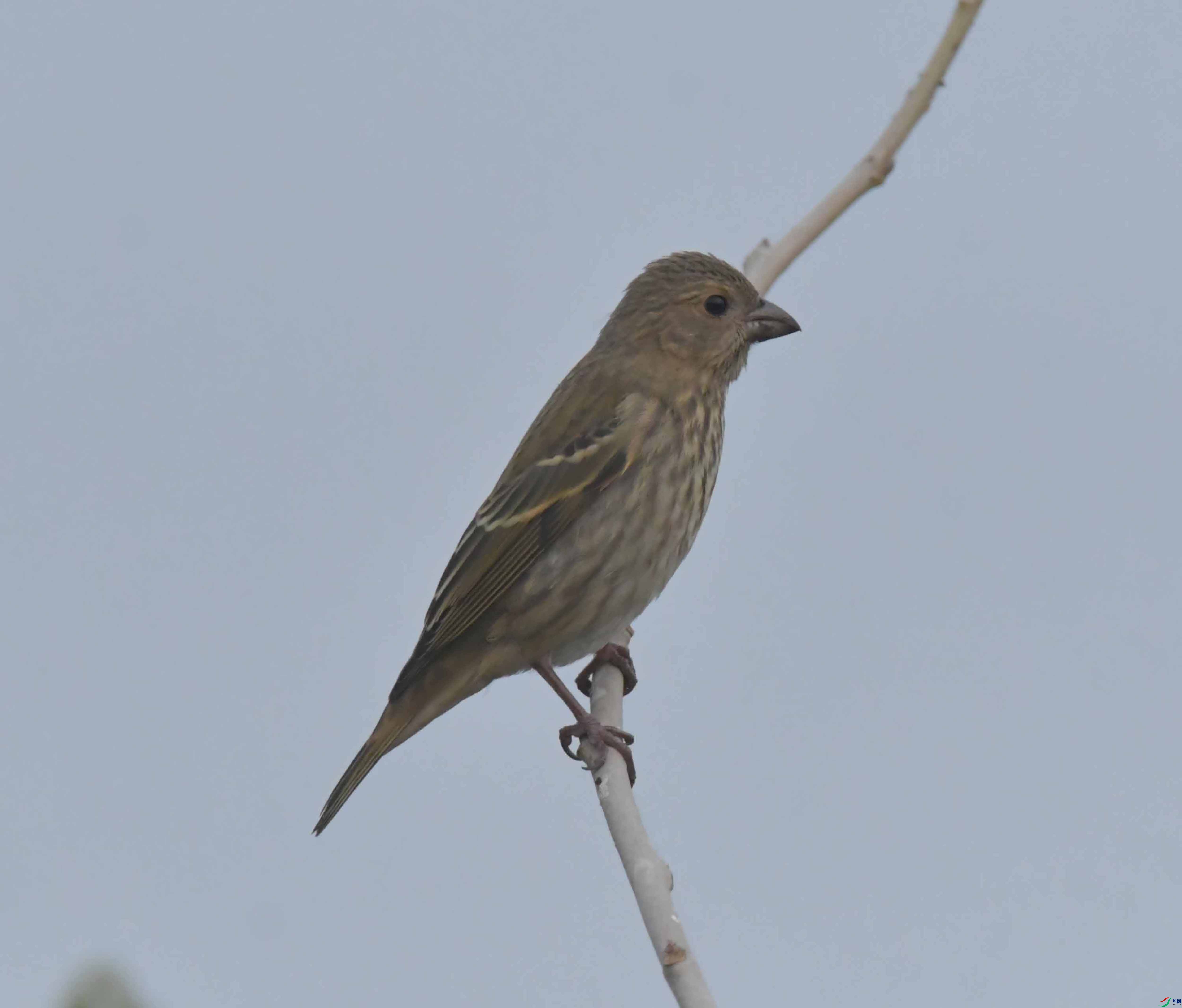 DSC_7661.JPG