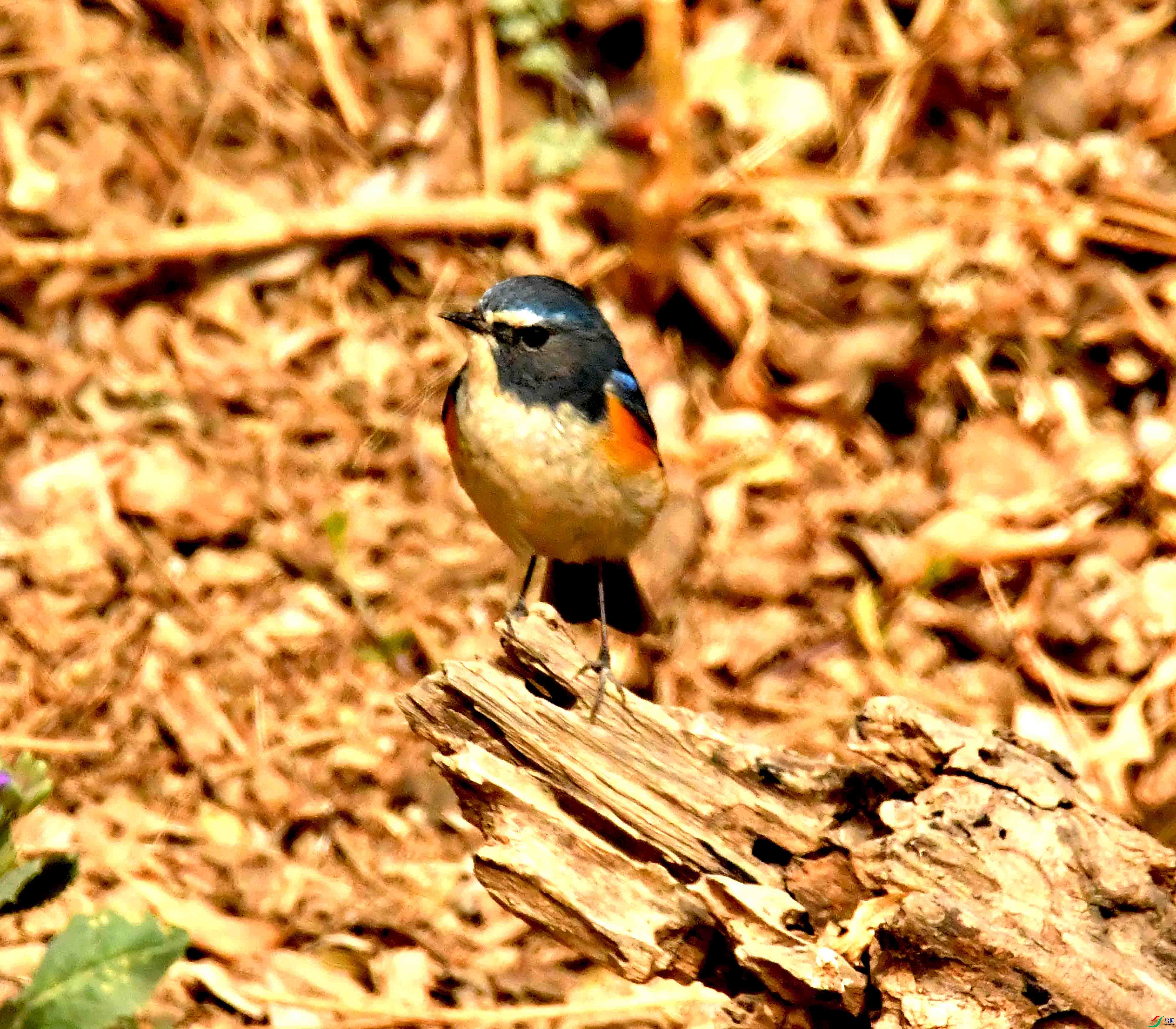 DSC_1267.JPG