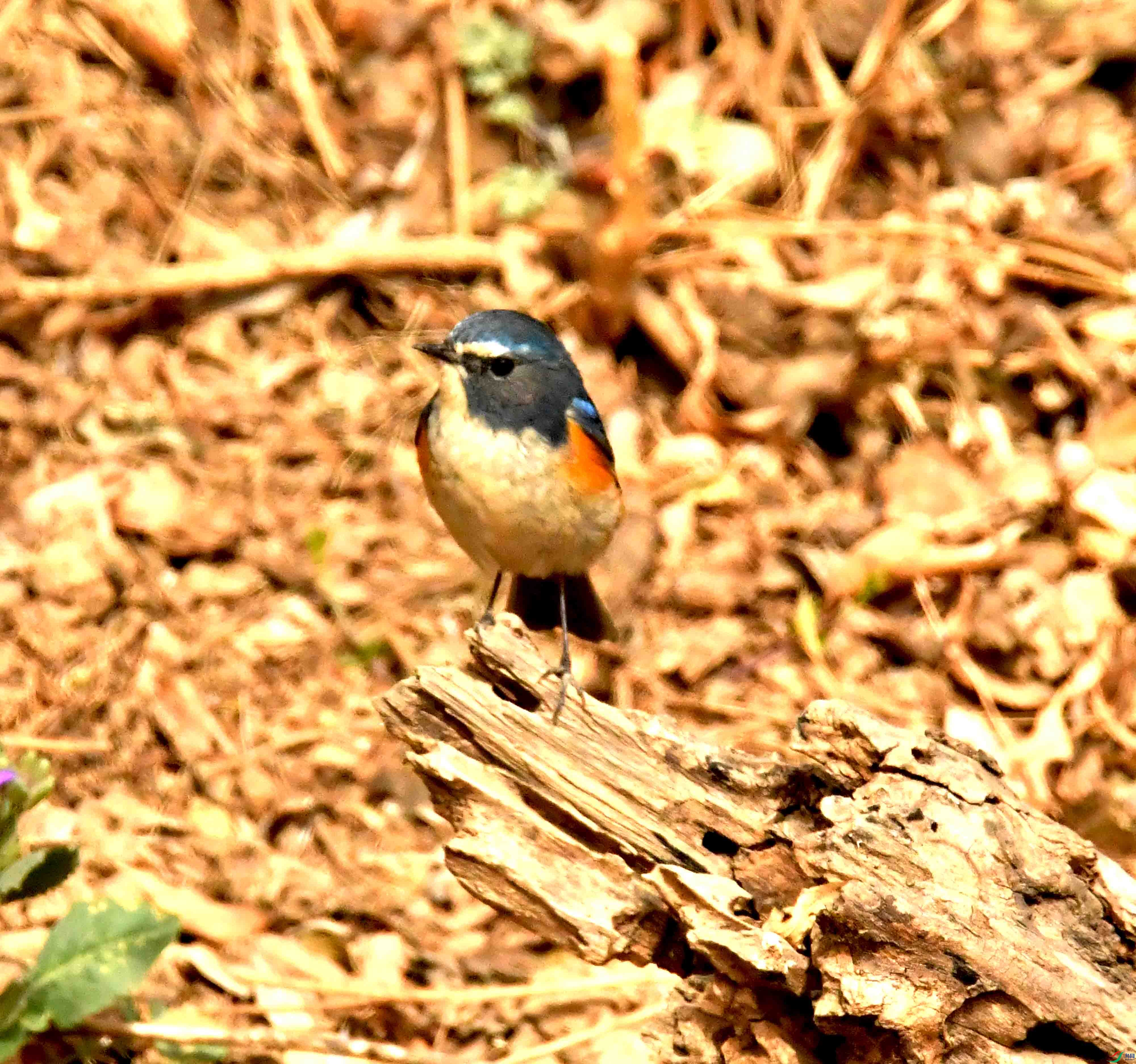 DSC_1266.JPG