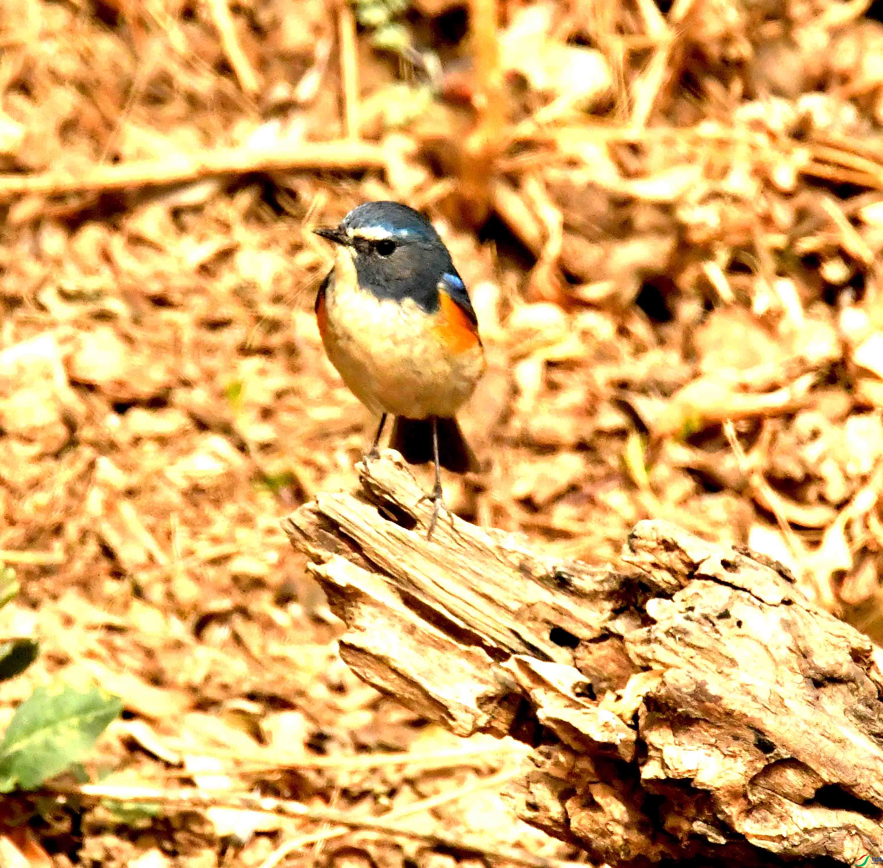 DSC_1268.JPG