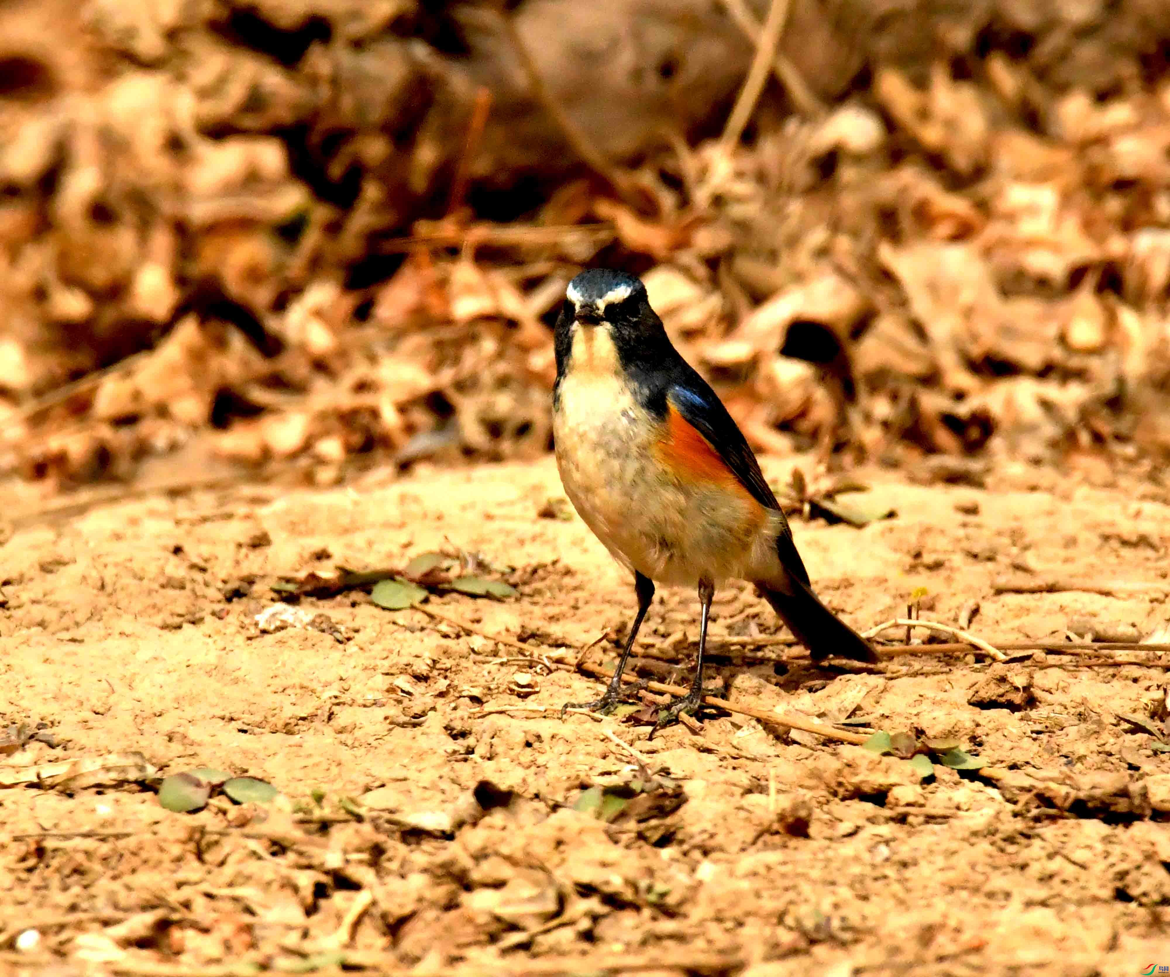 DSC_1284.JPG