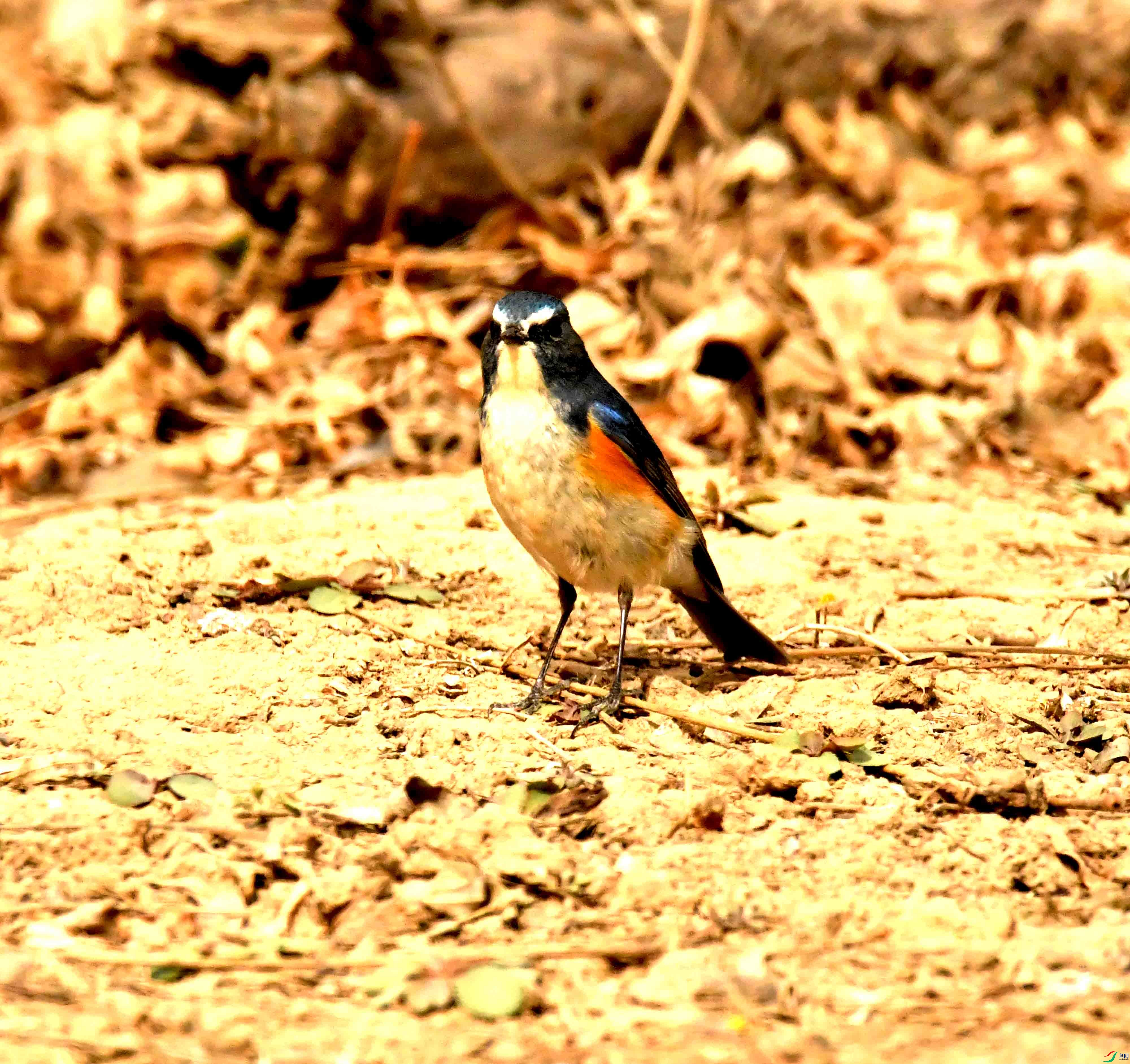 DSC_1285.JPG