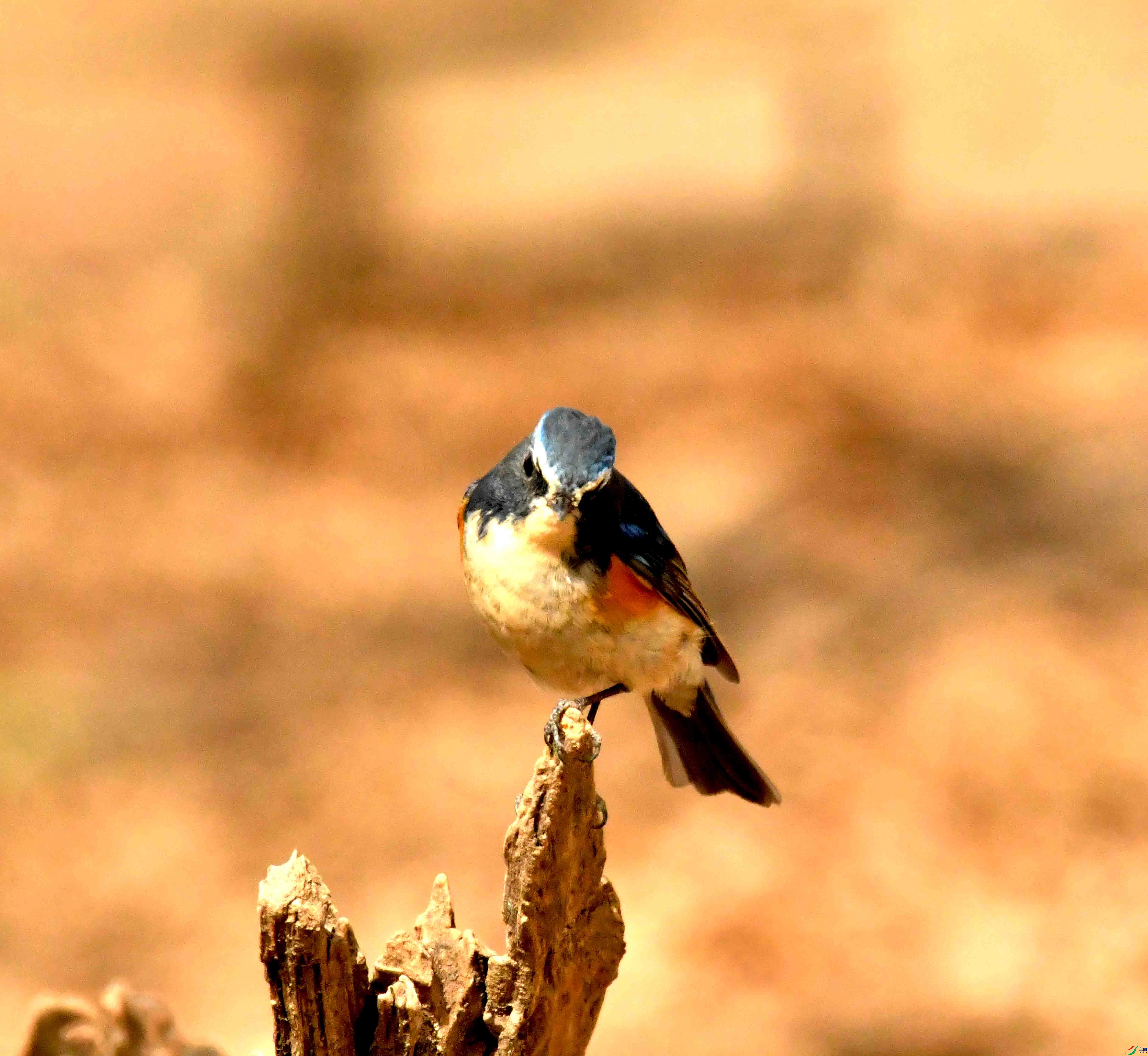 DSC_1299.JPG