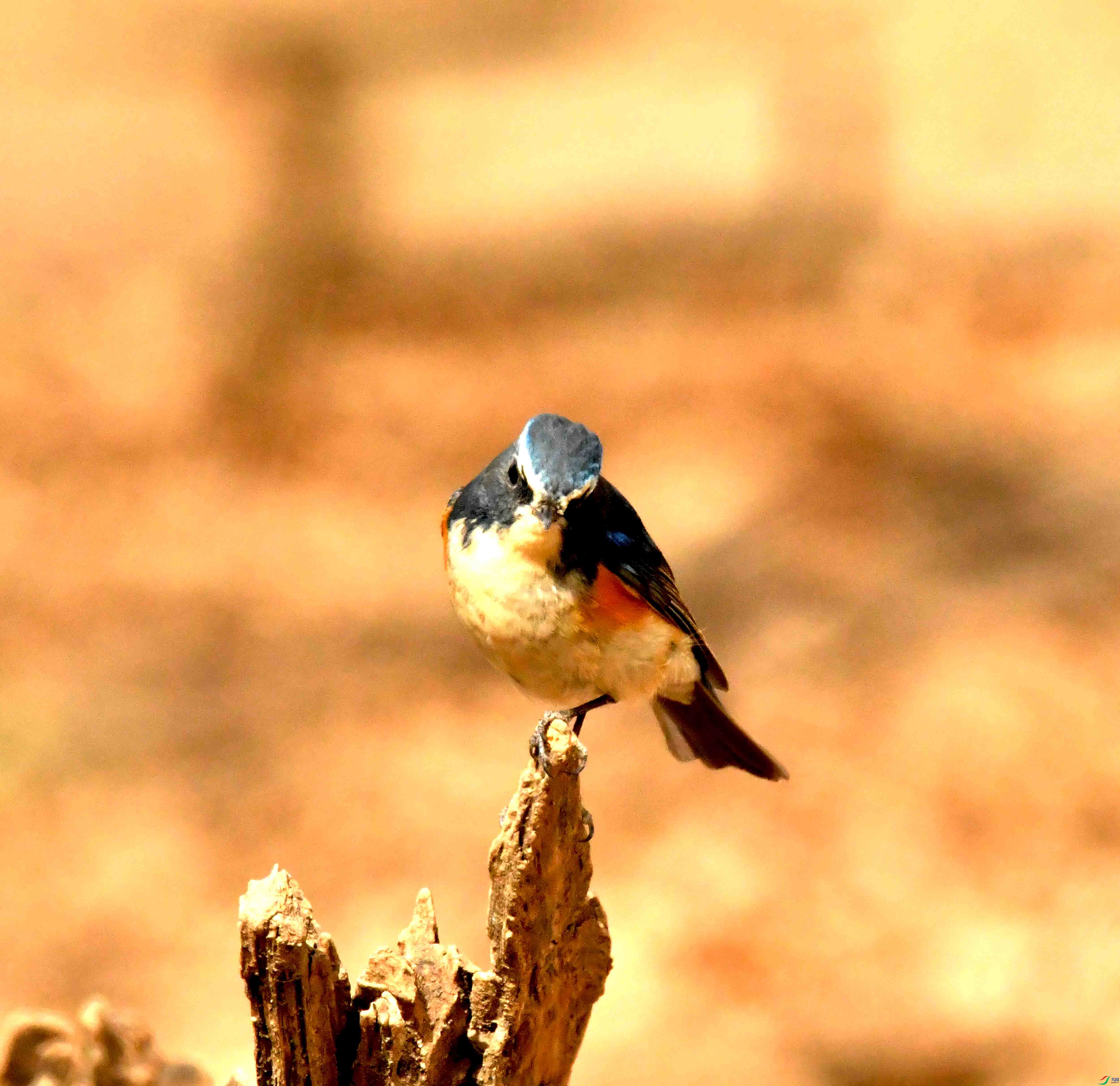 DSC_1300.JPG