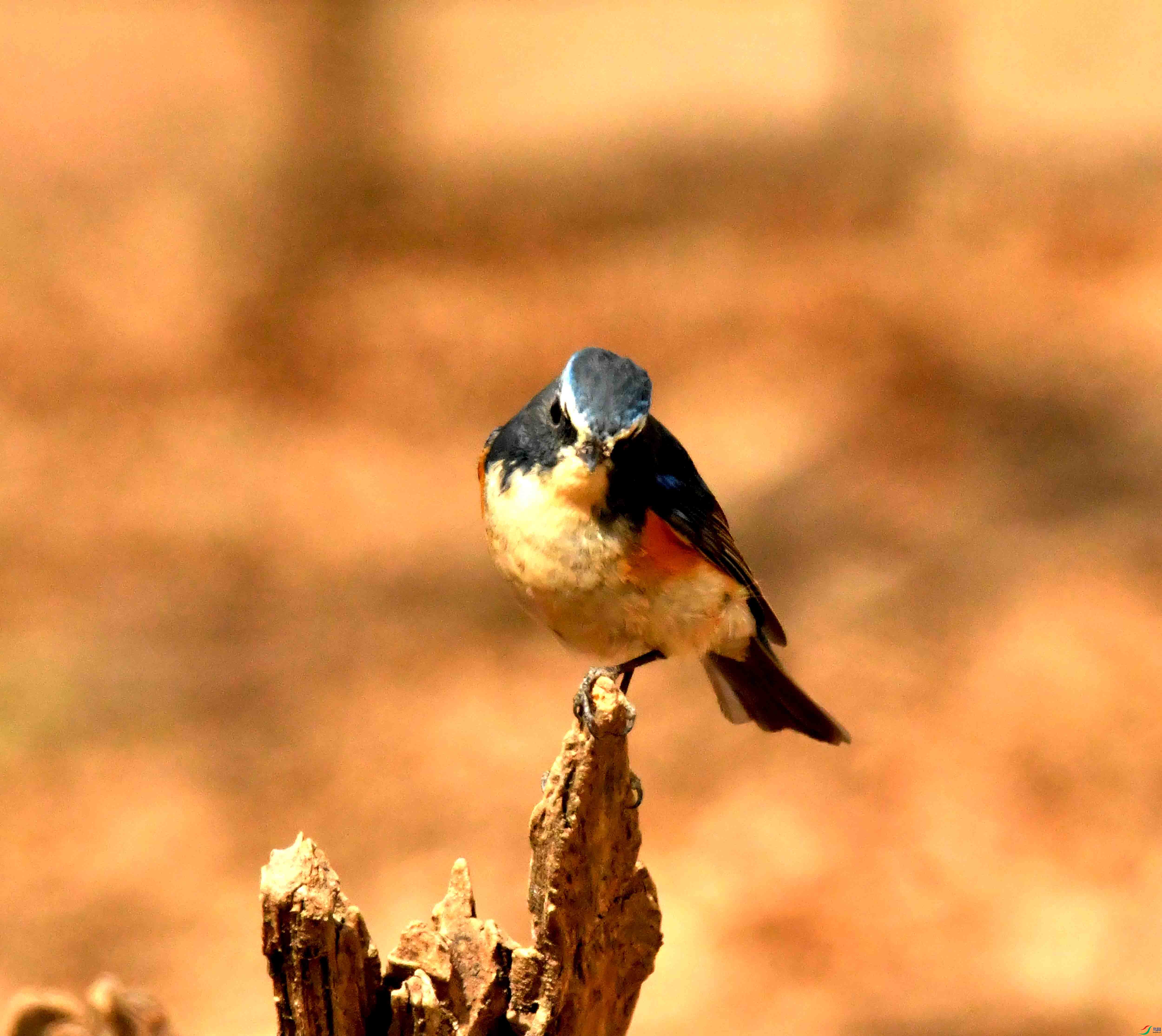 DSC_1301.JPG