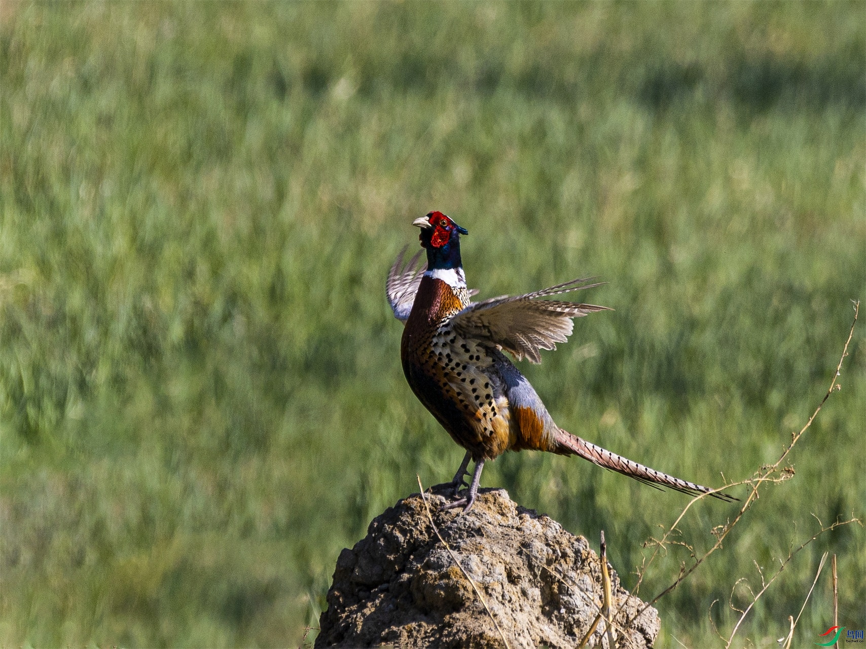 1K3A8408 ����1.jpg