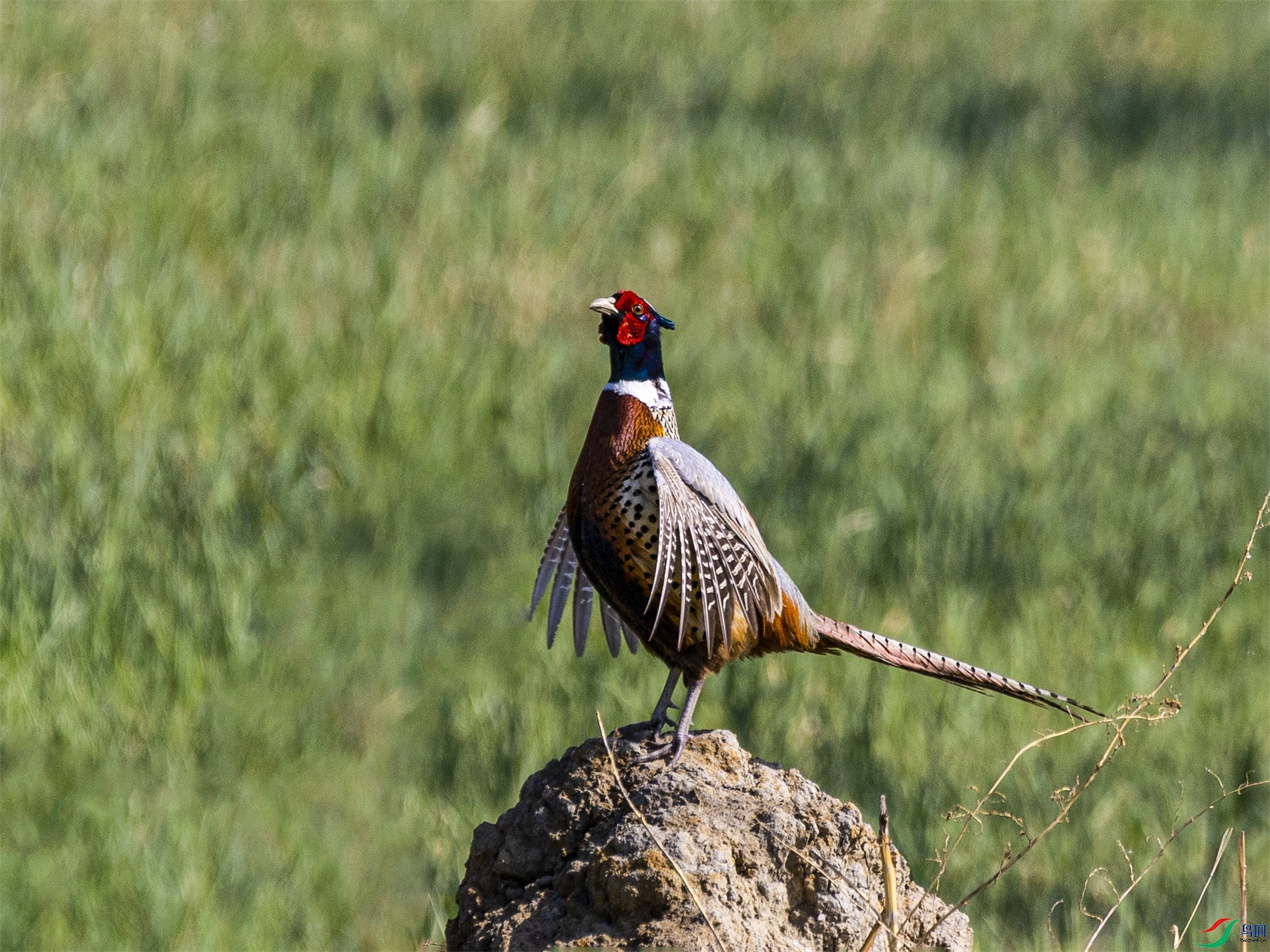 1K3A8409 ����1.jpg