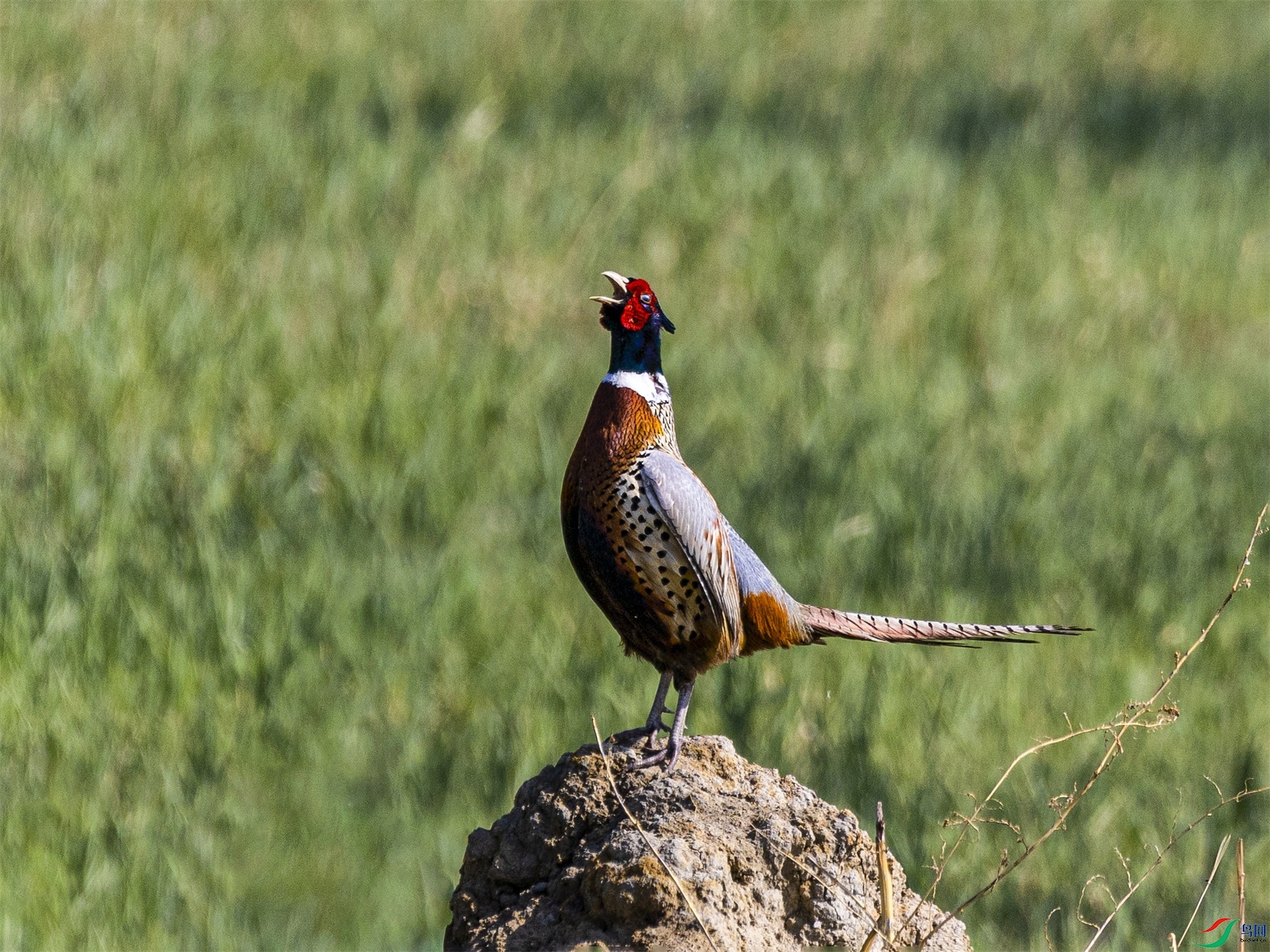 1K3A8411 ����1.jpg