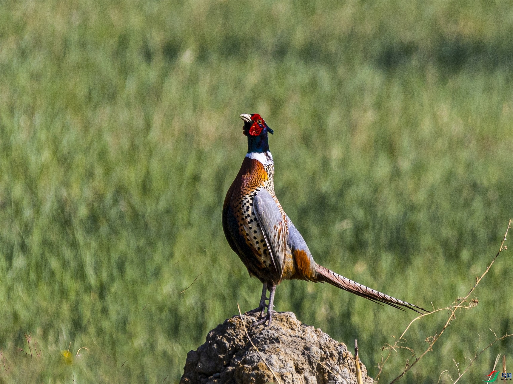 1K3A8412 ����1.jpg