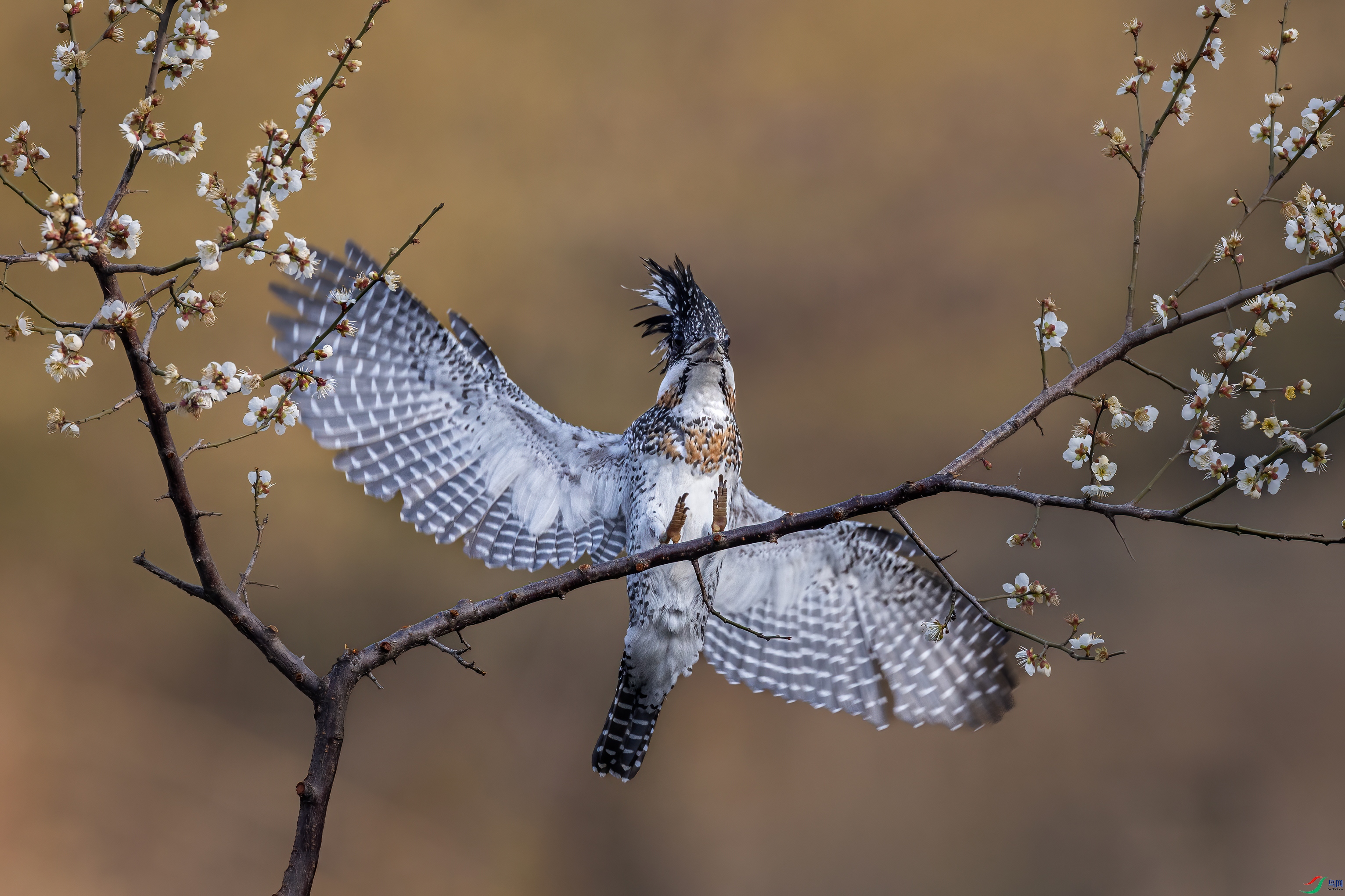 ���㹷0C4A0266.jpg