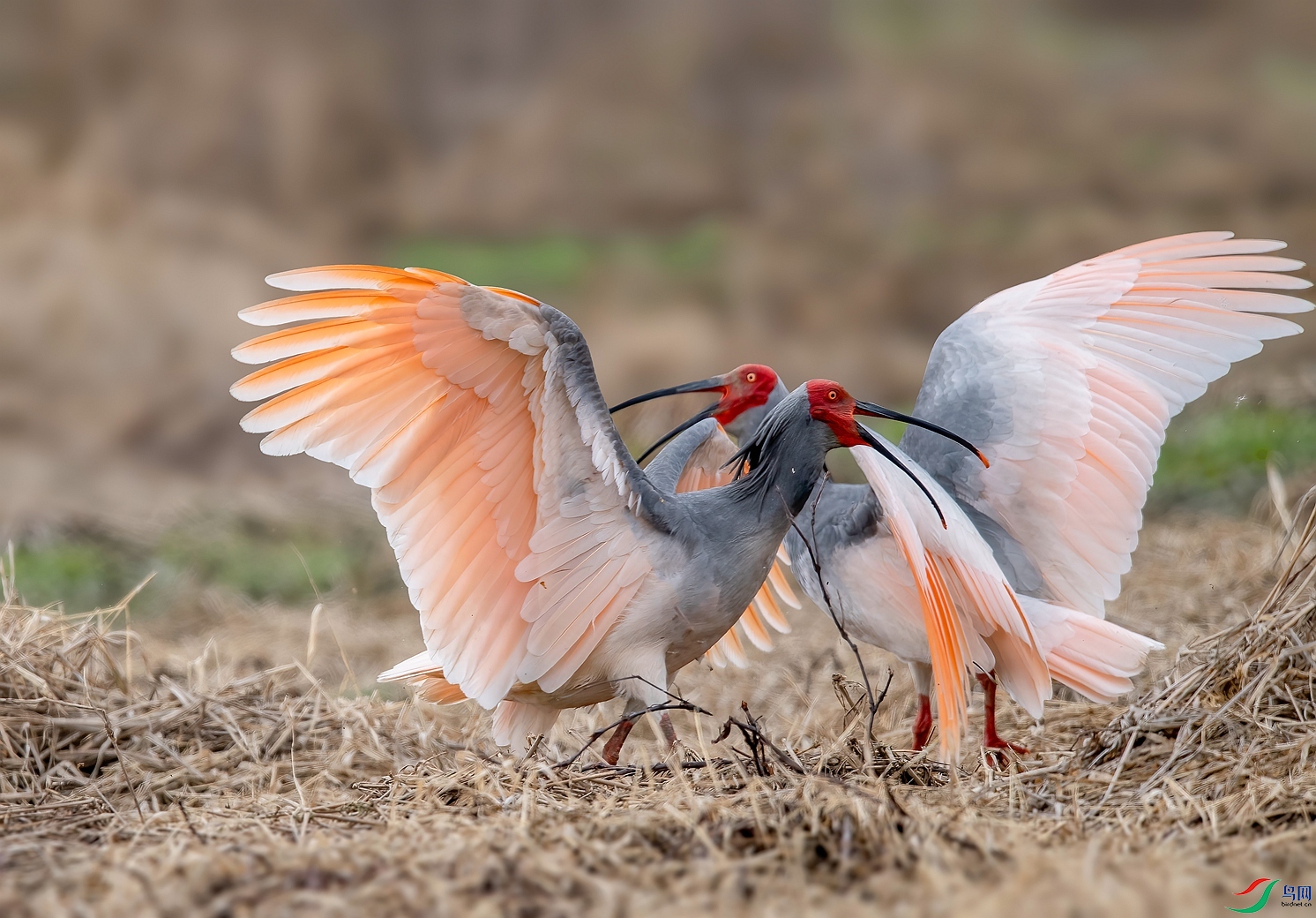 DSC_0605 ����_����.jpg