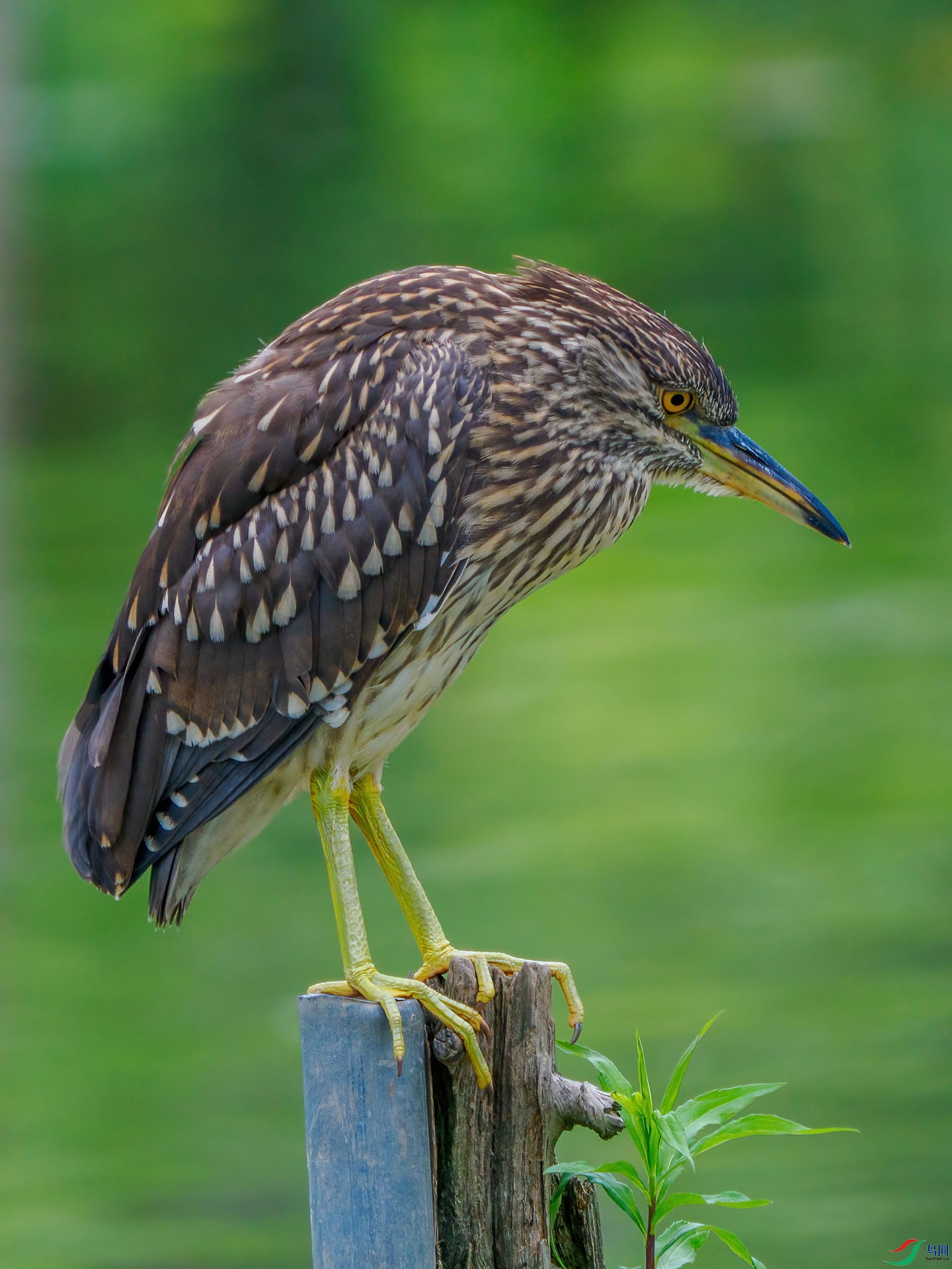 P5243857-denoise-low-light.jpg