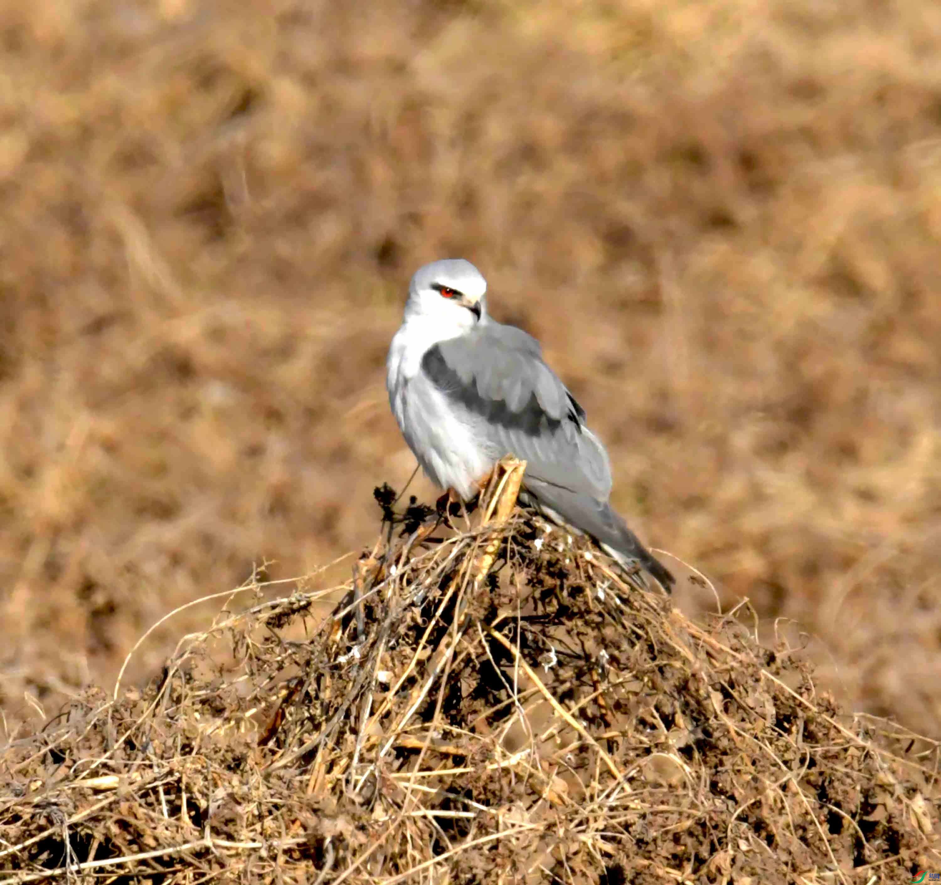 DSC_0443.JPG