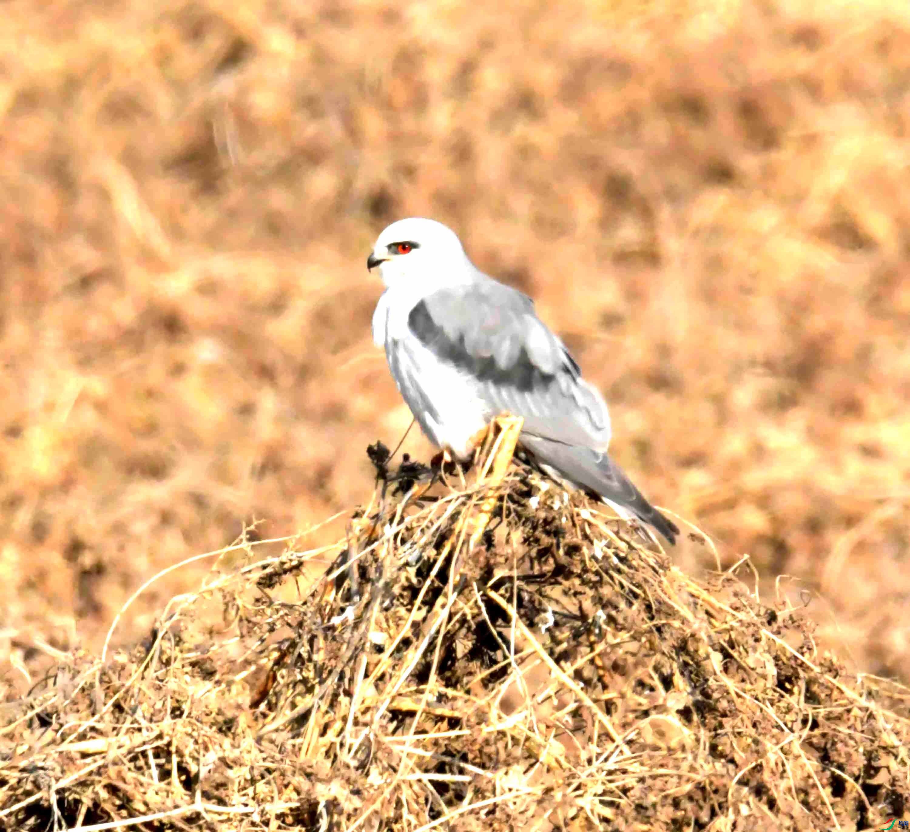 DSC_0451.JPG