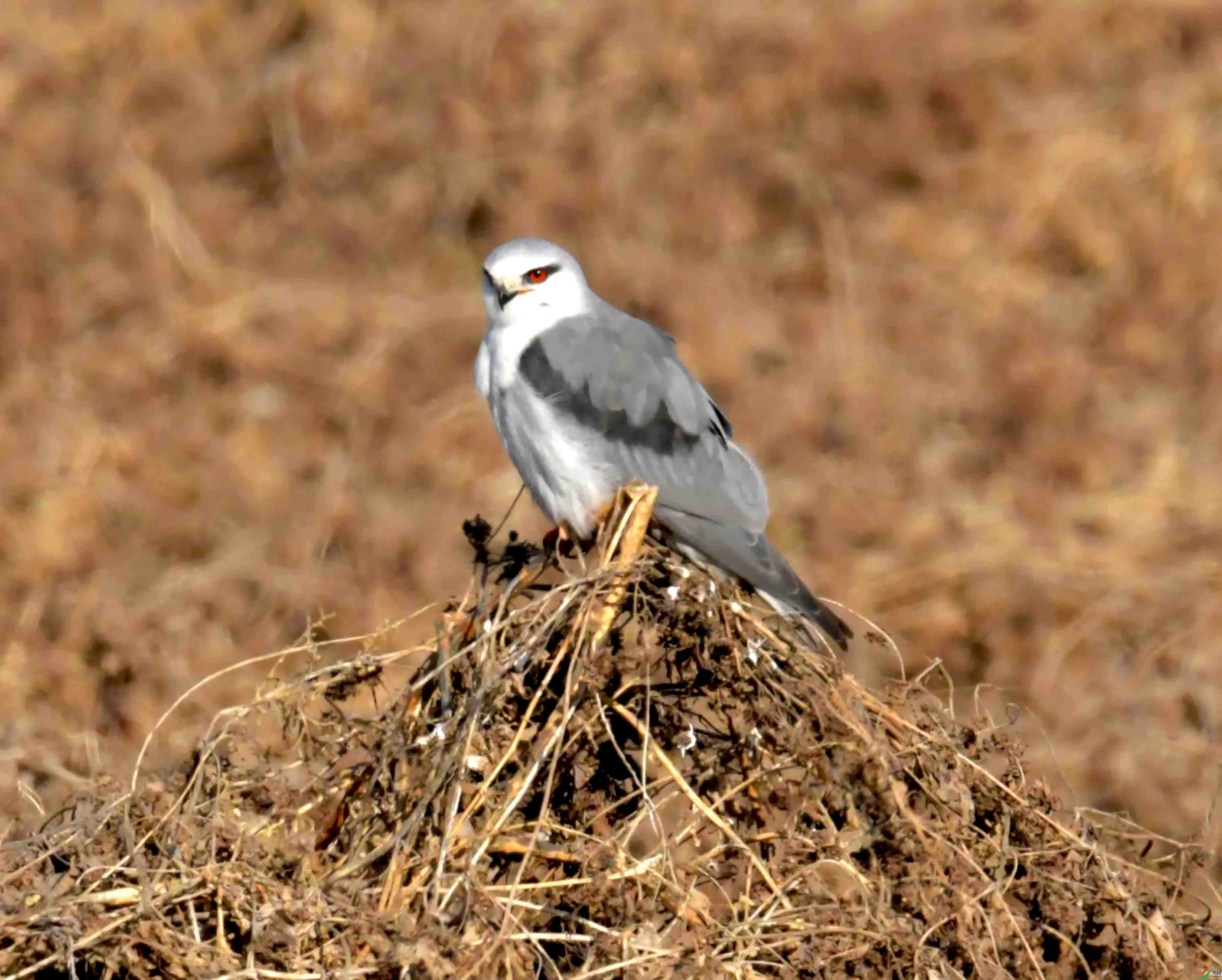 DSC_0110.JPG
