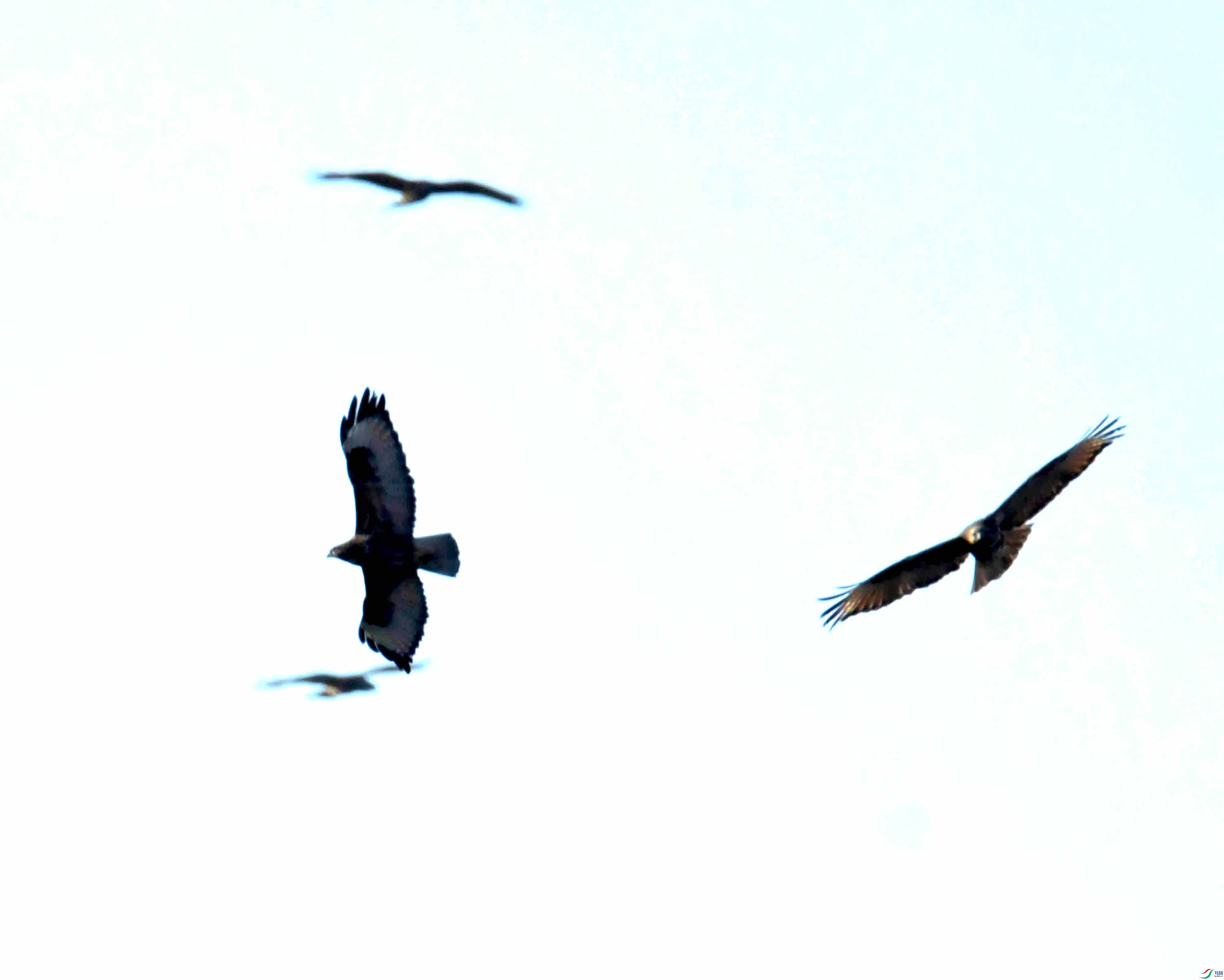 DSC_0954.JPG