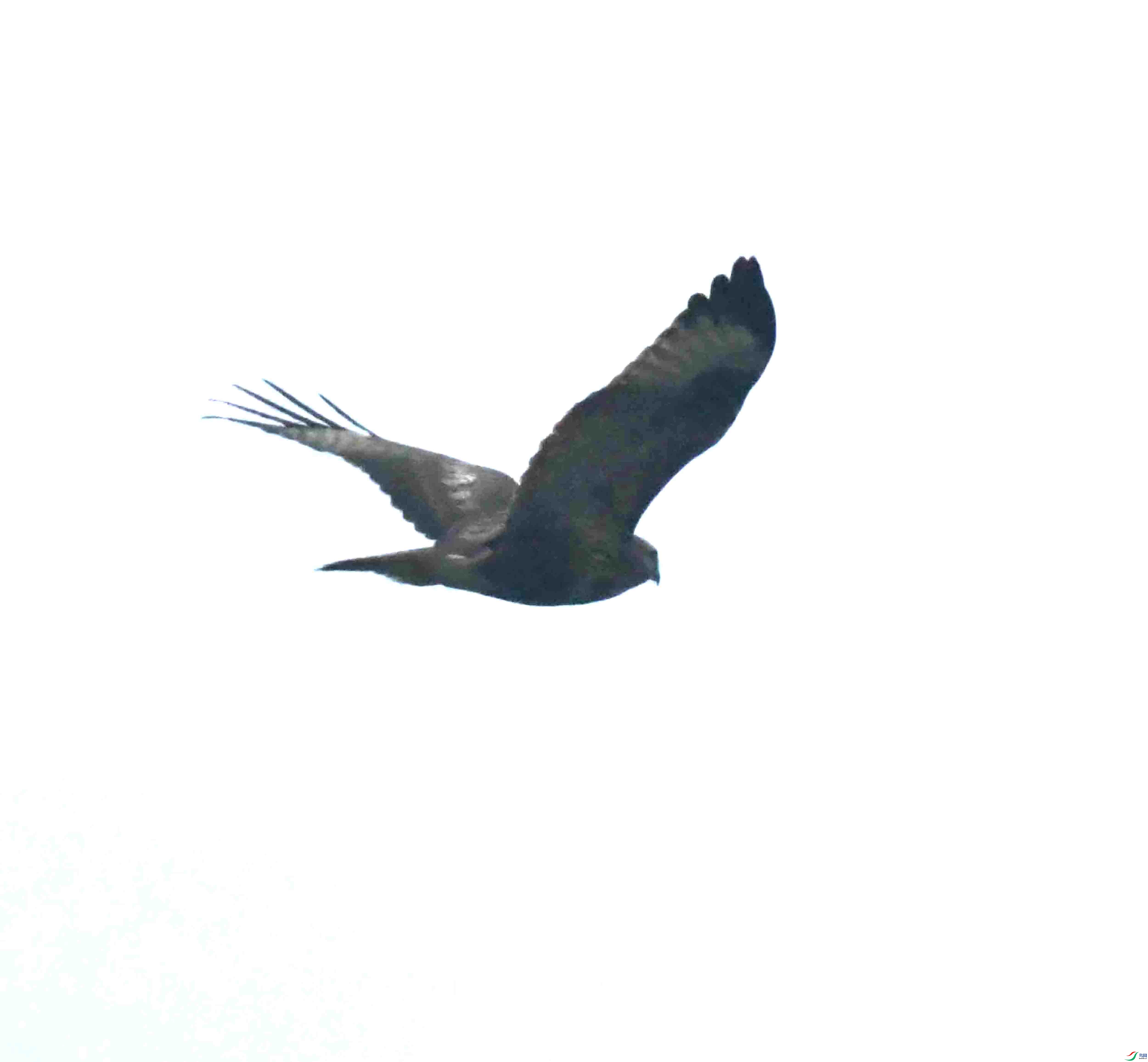 DSC_0993.JPG